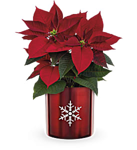 Snowflake Poinsettia - Winter bliss, with a red poinsettia in a snowflake tin!