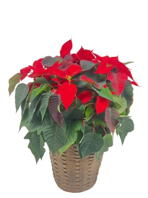 10&quot; Red Poinsettia In A Basket - Premium 10 Inch Large, Greenhouse Grown, Florist Quality Red Poinsettia in a Wicker Basket. (As Shown) Additional Decorations Are Available By Calling Our Shop; Bows, Branches, Cardinals, Ornaments, Pine Cones, Fresh Pine, Etc. If You Would Like Extra Decorations, DO NOT Place Your Order on Line, But Please Call the Shop Directly. Poinsettias Available for Bulk Order Delivery Also.