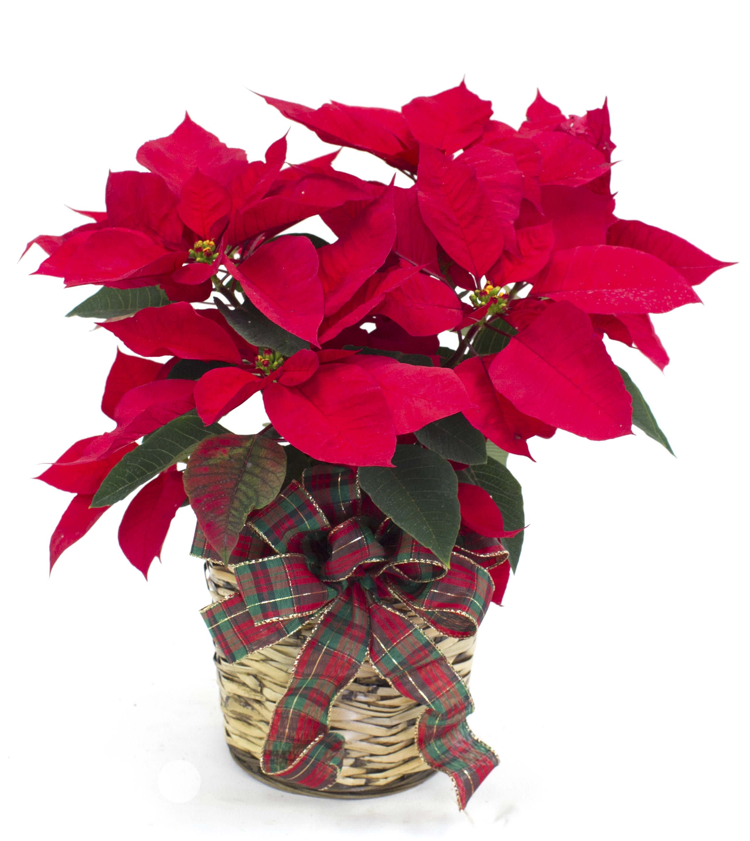 Red Poinsettia - Nothing says Christmas like a red poinsettia! A traditional Christmas decoration; send this red poinsettia plant as a holiday gift - or keep it for yourself! The classic Christmas plant is potted in a 6-inch pot and presented in a natural basket decorated with wide velvet ribbon.