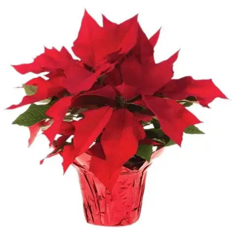 Poinsettia - Send the gift of traditional holidays! Poinsettias are a wonderful way to say Happy Holidays to anyone you want to impress.