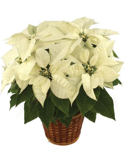 Large White Poinsettia  - Large 12&quot; White Poinsettia displayed in a decorative basket and dressed with a seasonal bow. 