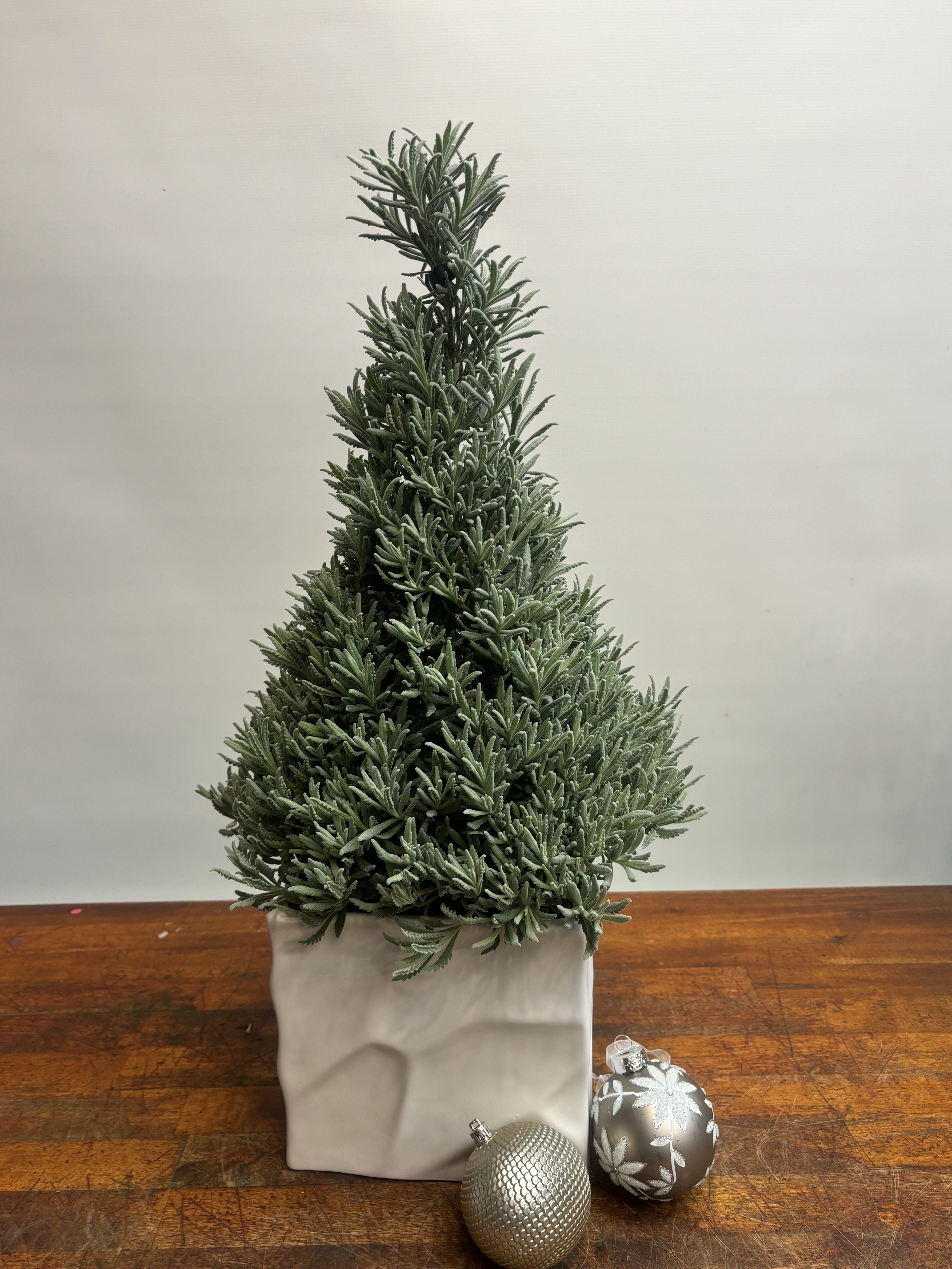 Christmas Sage - Bring the magic of the holiday season into your home with this enchanting Christmas Sage Tree. Nestled in an elegant white ceramic vase, this petite table-sized tree makes a perfect centerpiece or accent for any room. The soft, silvery-green tones of the sage blend effortlessly with festive decor, exuding a fresh and calming aroma that complements the cozy spirit of Christmas.