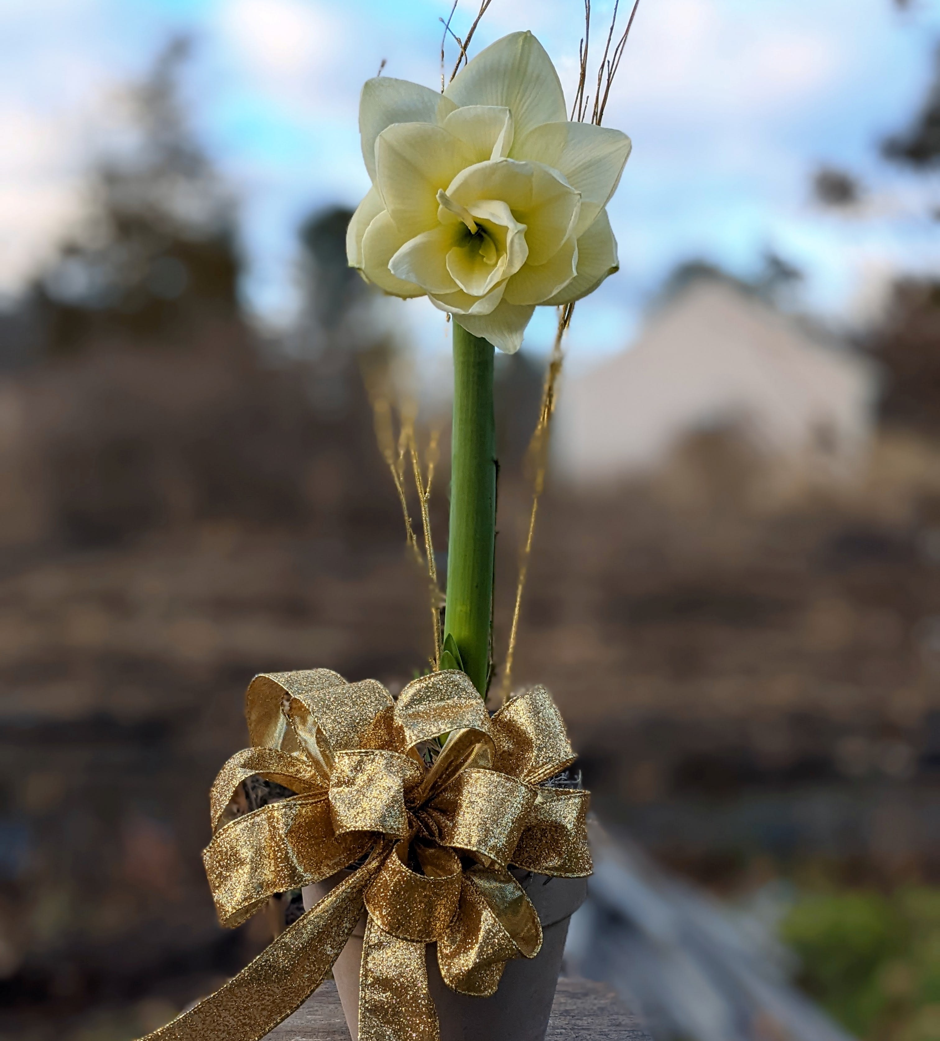 Double Stem Amaryllis (White) - A blooming amaryllis you will grow to love! These stunning blooms will be sure to impress with two stems for double impact.  Assorted containers and ribbon on each plant. Every one is unique!
