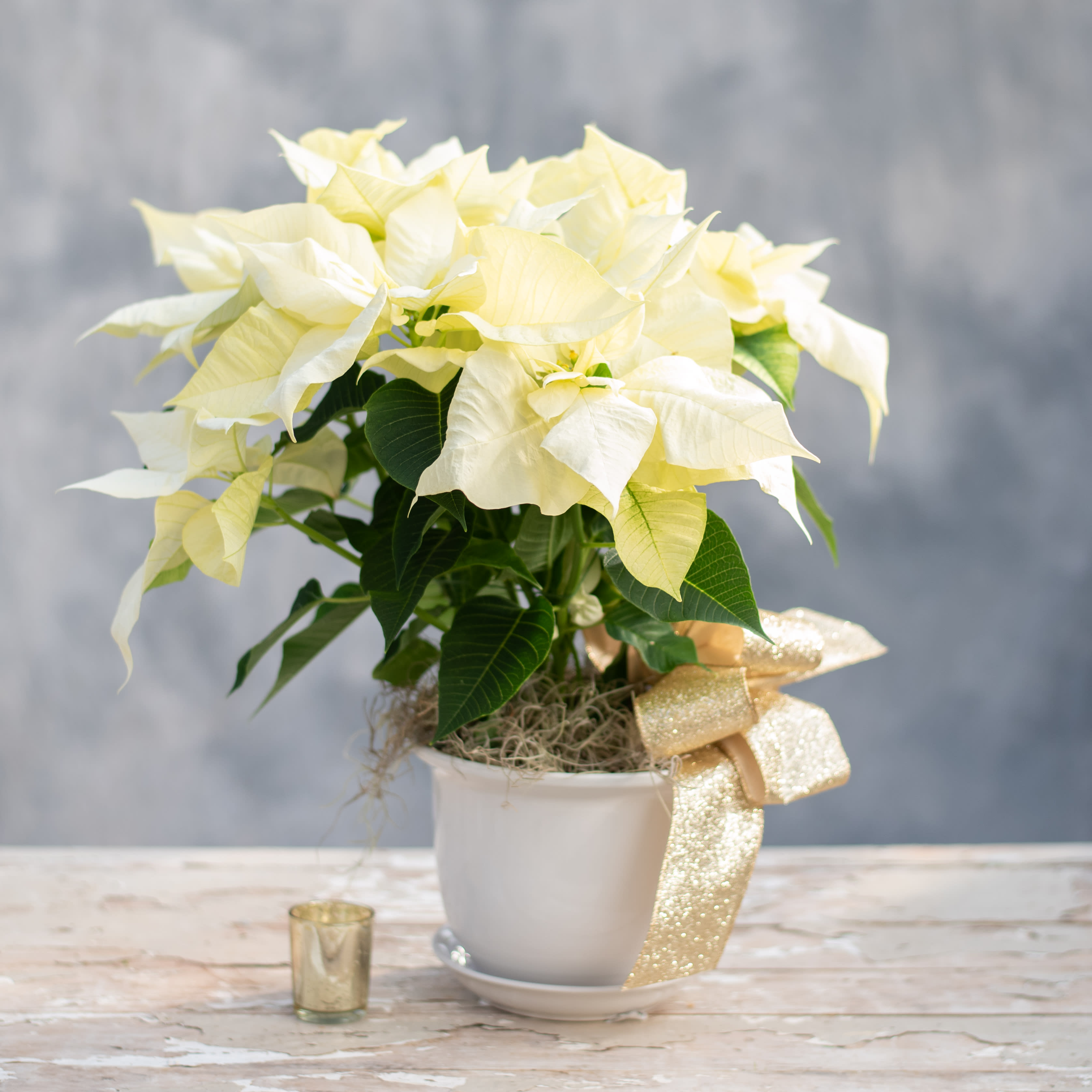 Poinsettia Pot - Lush, poinsettia (white, red pink) arranged in one of our ceramic pots and accented with a holiday ribbon. 
