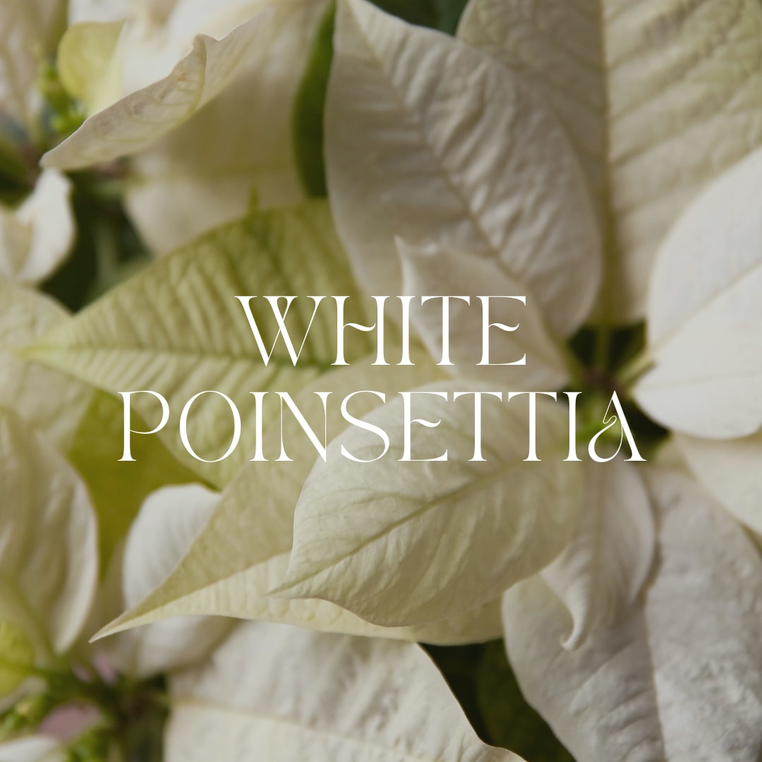 White Poinsettia in Basket - Nothing says Christmas like a poinsettia! A unique twist on the traditional Christmas plant, send this white poinsettia as a holiday gift - or keep it for yourself as Christmas decor! Comes potted in a basket  ***** Please note that you should keep your pets away from this gift as it is poisonous.