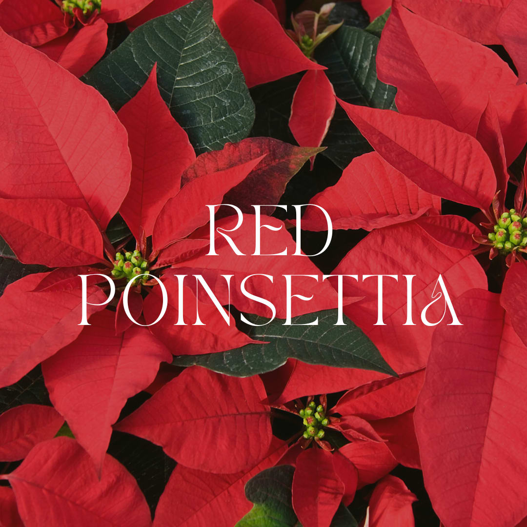 Red Poinsettia in Basket - Nothing says Christmas like a poinsettia! A unique twist on the traditional Christmas plant, send this red poinsettia as a holiday gift - or keep it for yourself as Christmas decor! Comes potted in a basket  ***** Please note that you should keep your pets away from this gift as it is poisonous.