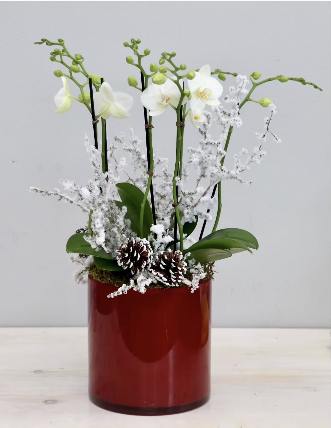 Holiday Orchids - WeHo  - We've dressed up some of our favorite orchids for the holidays this year. The photo shown is in the standard size, showcasing three orchids with pinecones and snowy branches. Don't forget to upgrade for more blooms!