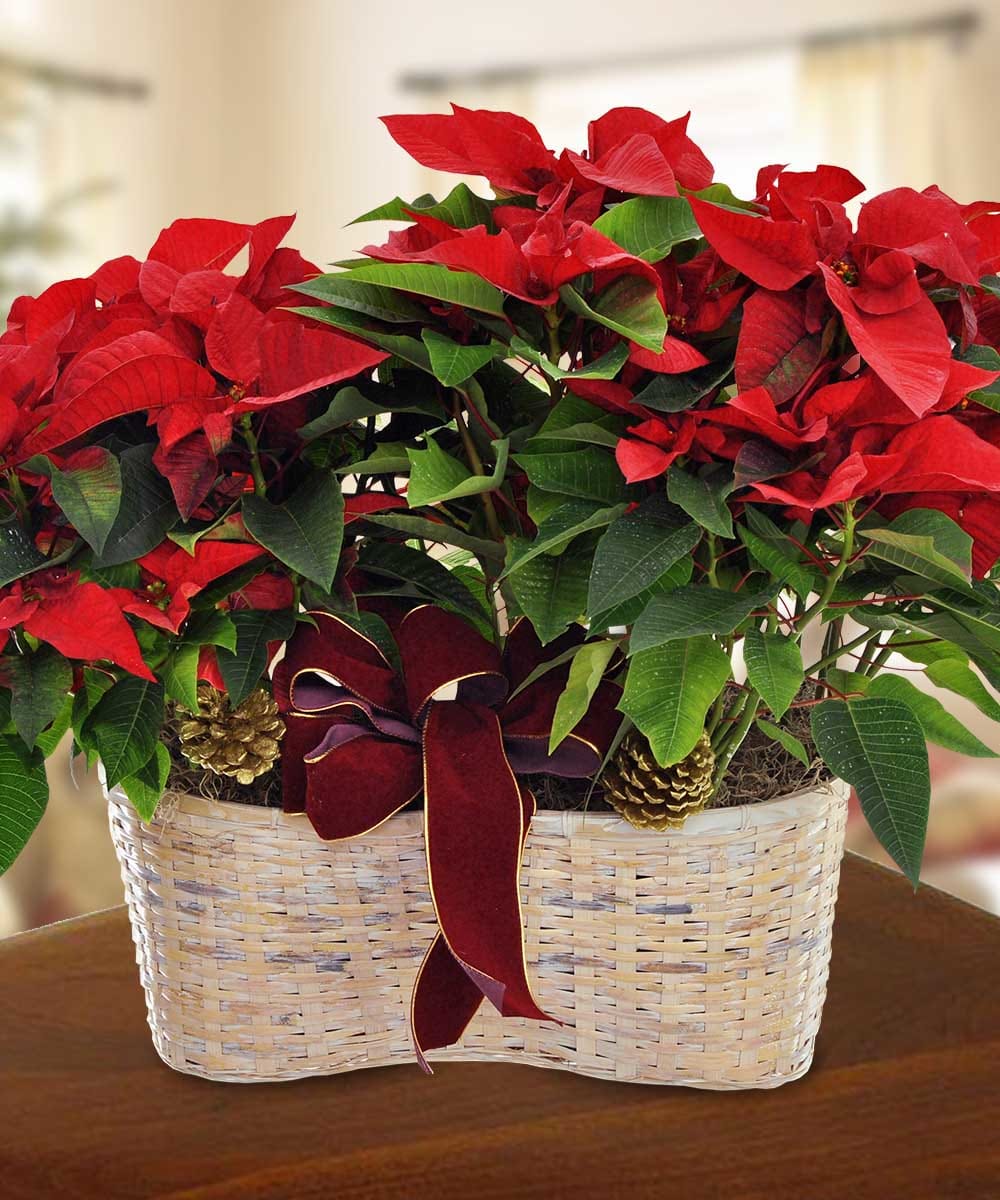 Holiday Poinsettia  - Saying Merry Christmas will last the holiday's through with this lovely display of 2 poinsettia's in a basket with matching adornments - basket colors may vary