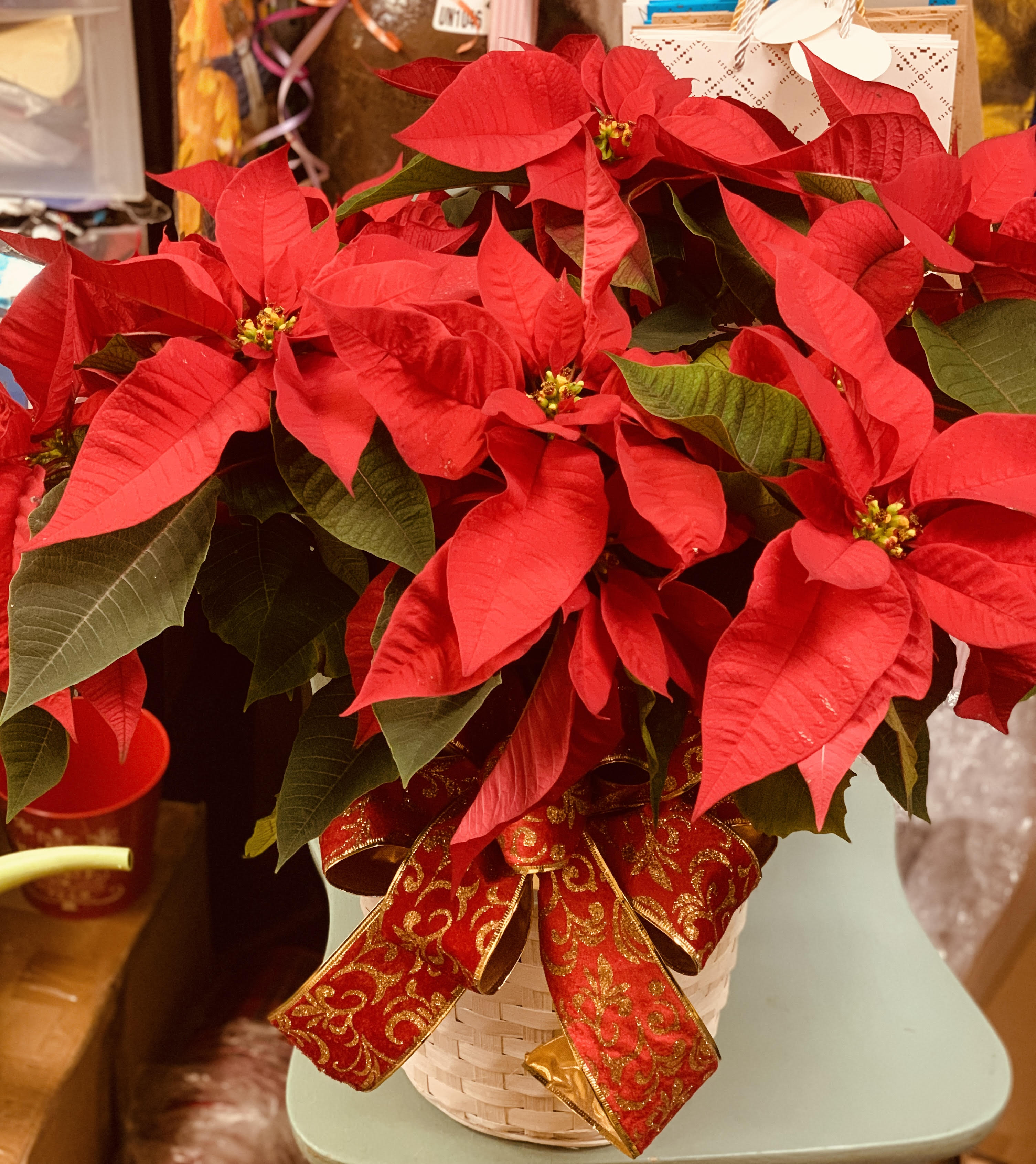 Large Poinsettia  - Nothing says Christmas like a big red poinsettia! A popular Christmas decoration, send this red poinsettia plant as a holiday gift - or keep it for yourself! . Start a Christmas tradition this year!