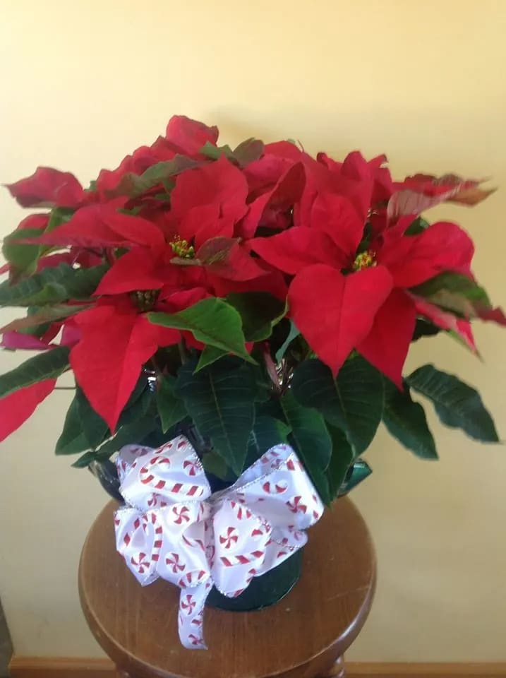 Red Poinsettia  - Sending winter wishes that will last the season through. Our 8&quot; Poinsettia plant is full of red blooms and dressed with a matching bow.