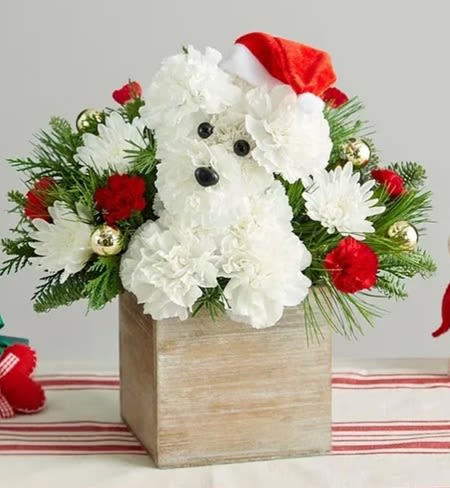 Santa Paws 2025 - Crafted from a merry mix of blooms and ornaments, he’s decked out in a festive Santa hat to unleash Christmas cheer on family and friends. One-sided 3D arrangement with white carnations and cushion poms, red mini carnations; accented with assorted Christmas greenery