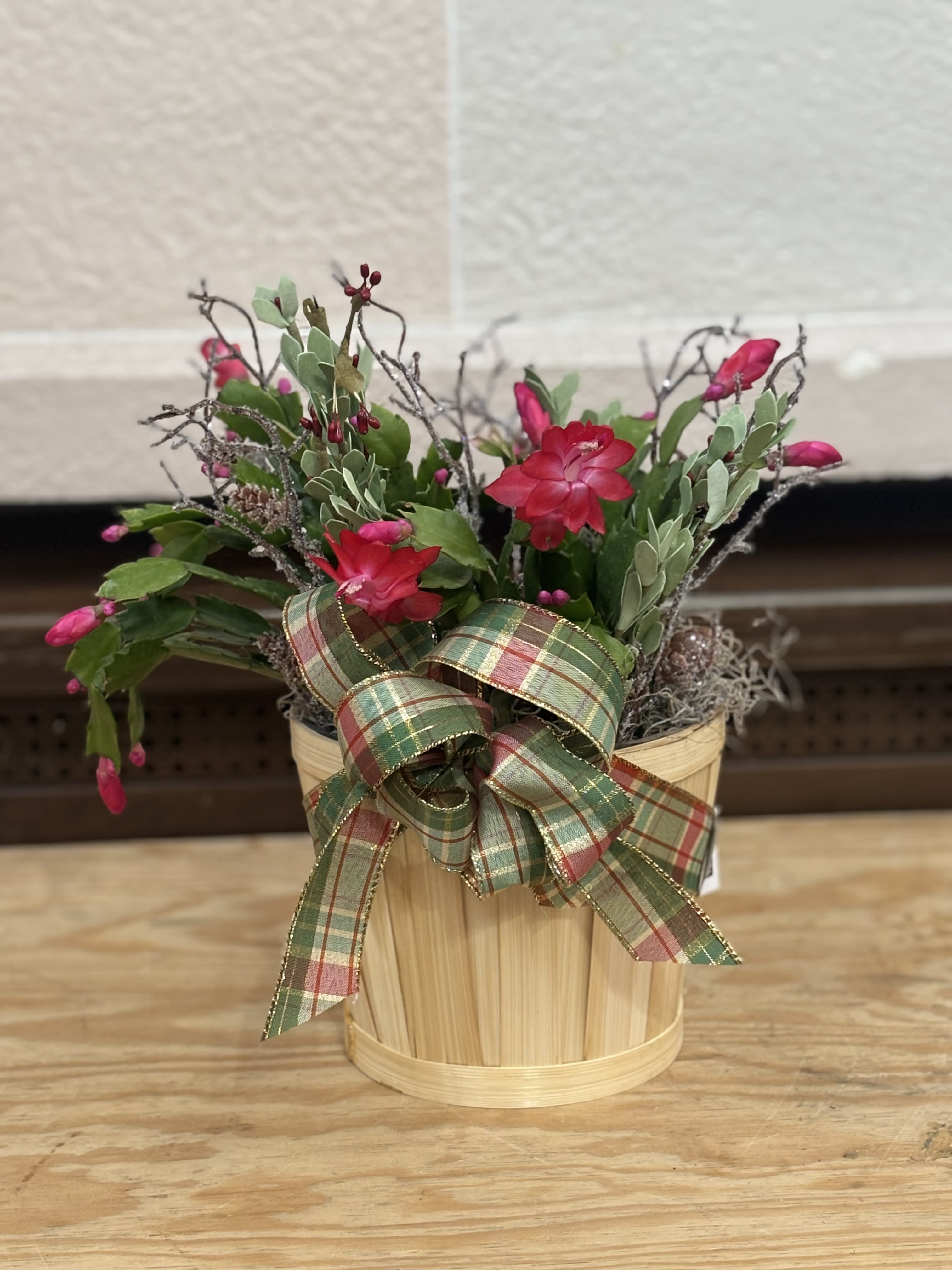 Stick Christmas Cactus  - A 6&quot; Christmas Cactus in a basket with artificial sticks. 