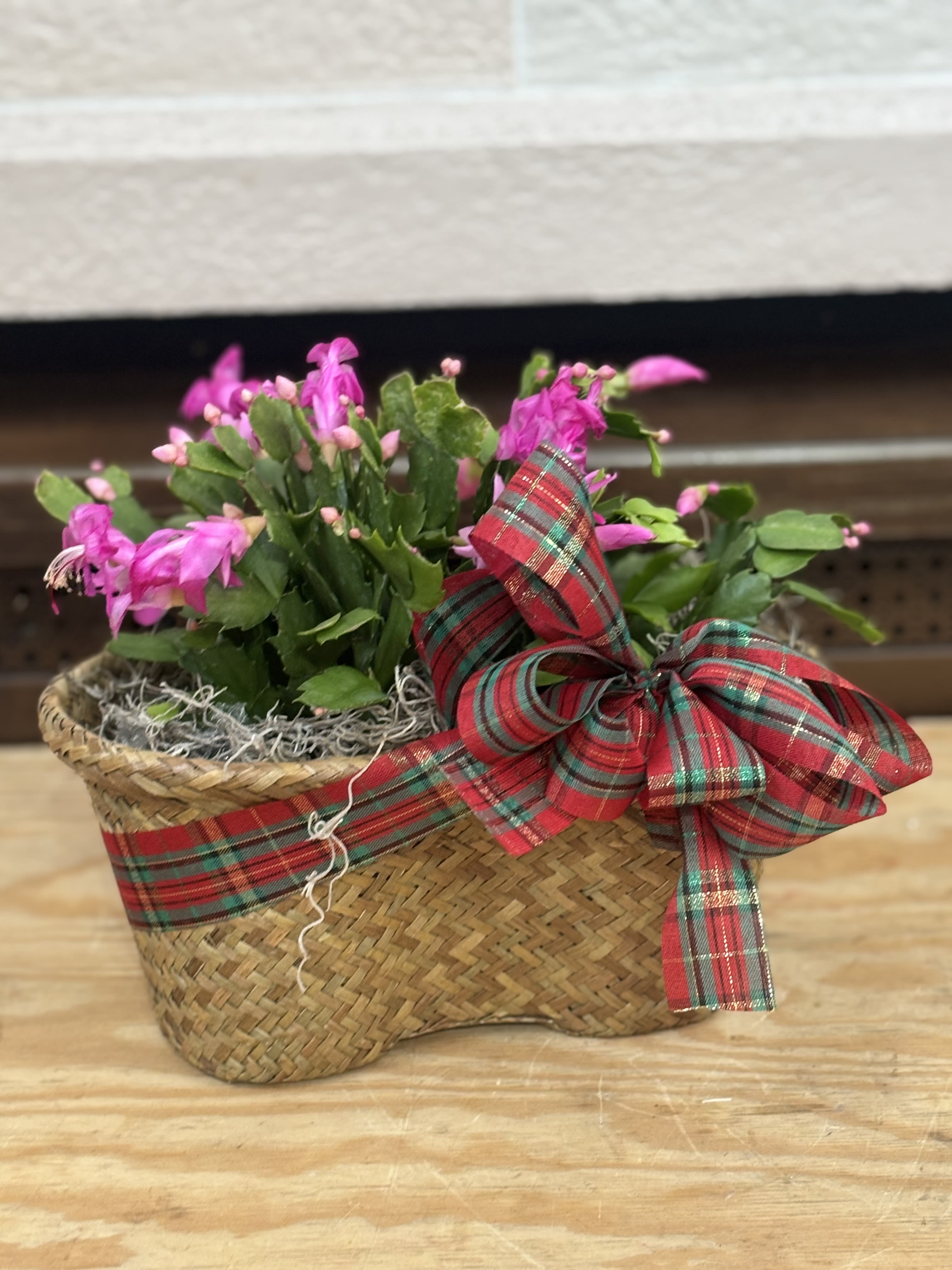Christmas Cactus Peanut  - 2 4&quot; Christmas Cactus in a peanut basket. 