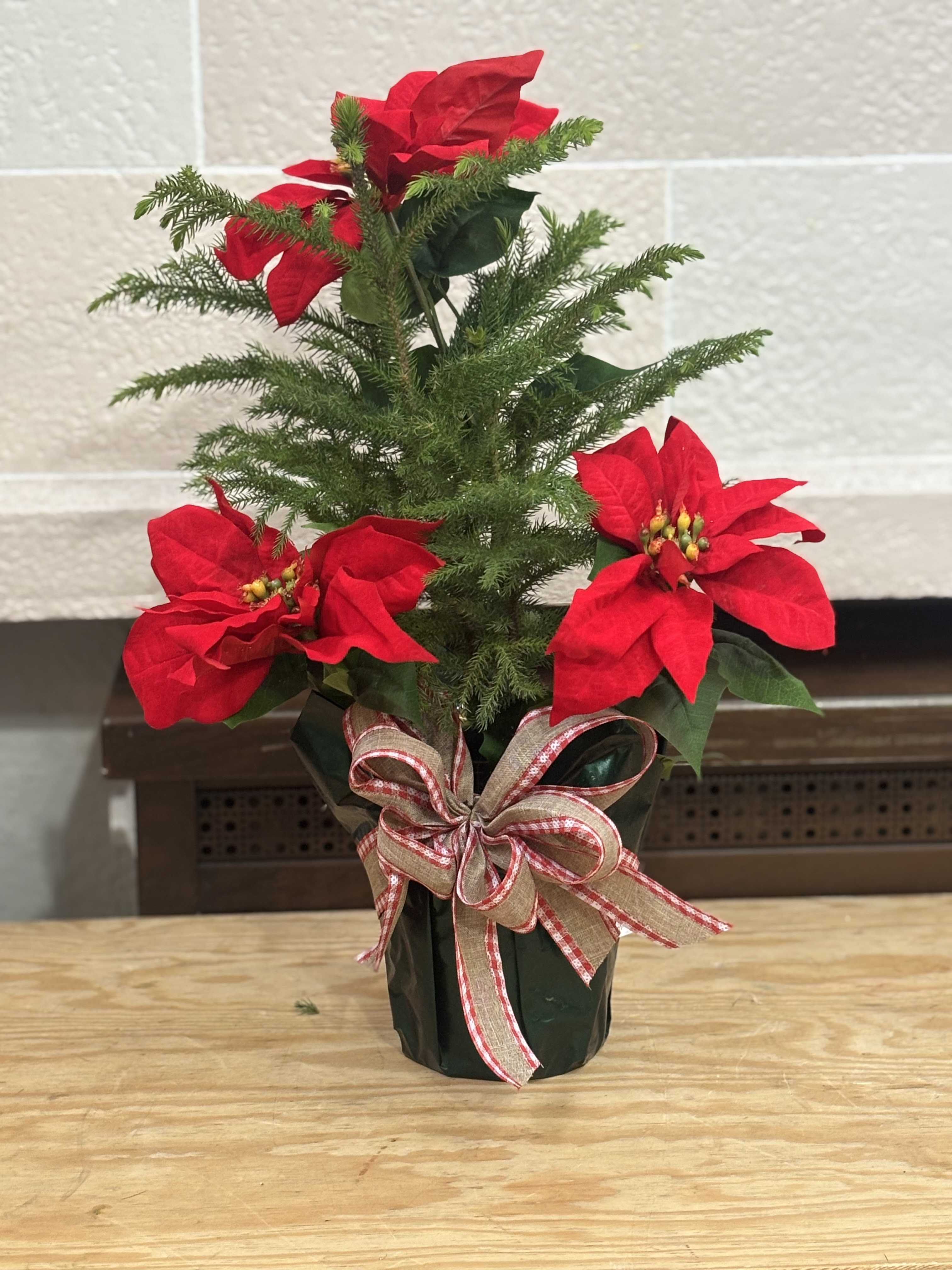 Norfolk Pine Pointsettia  - A wrapped Norfolk pine with artificial poinsettias. 