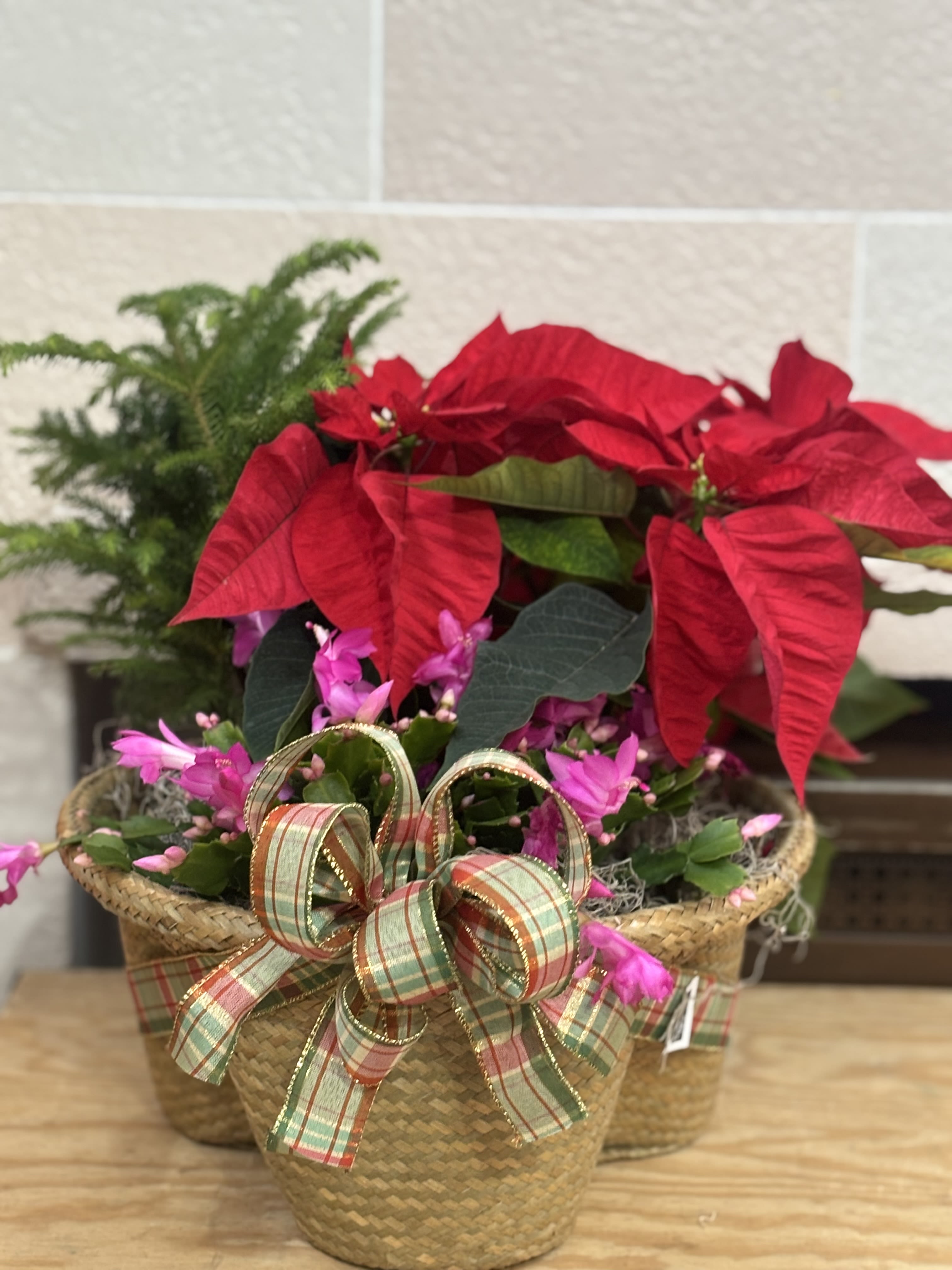 3 Plant Peanut  - A Poinsettia, Christmas Cactus, and Norfolk Pine all in a peanut container.