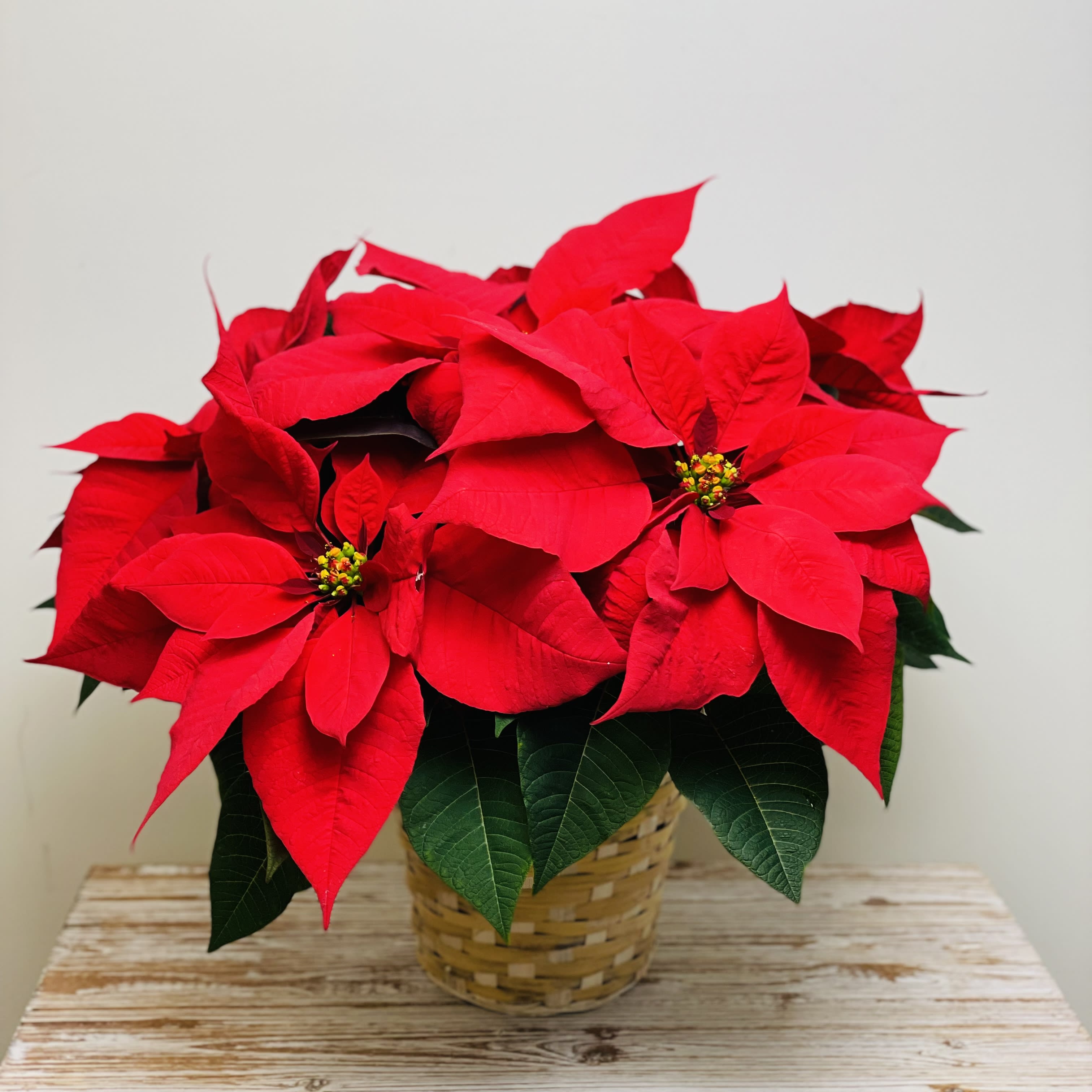 Locally Grown Poinsettia in Basket - Our poinsettias are grown locally by a family-owned greenhouse. These aren’t your typical poinsettias that are found at the big box stores. They are fuller and more luscious with multiple stems of blooms and come in a classic basket.  7” Pot Size Red Poinsettia in a Basket