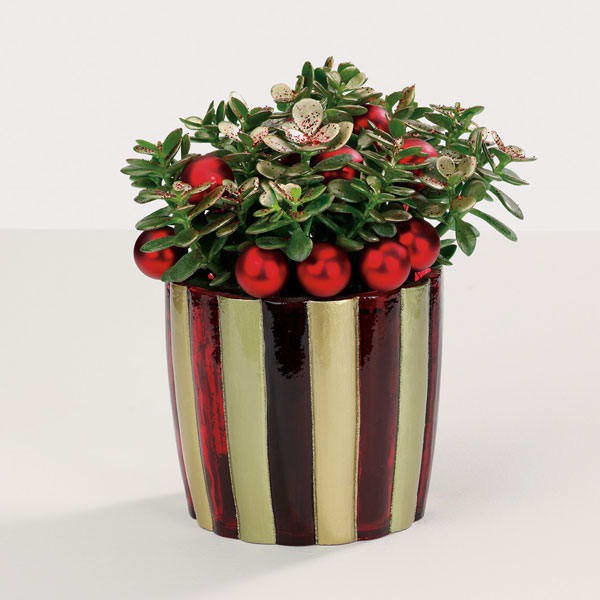 Holiday Jade Plant - Celebrate the holiday season and ring in the new year with a live jade plant with holiday accents.