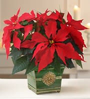large poinsettia  - Large holiday poinsettia in a decorative container.  Container may vary.  For orders of 10 or more call the flower shop for our corporate pricing.   