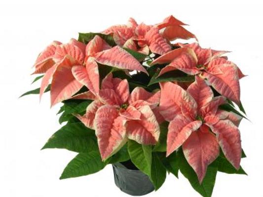 Marble Poinsettia  - Large Marble poinsettia delivered with a pot cover and a bow. These are locally grown in the St Louis Metro  high quality and beautiful 