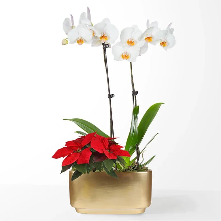 White Orchid &amp; Red Poinsettia Garden - A truly stunning pair, our White Orchid and Petite Red Poinsettia together add a unique touch of elegance to any holiday décor. This festive duo is the perfect thoughtful gift that will live on long after the holiday.