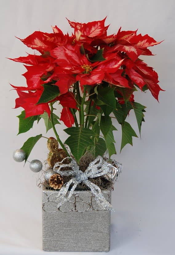 Poinsettias -                                          Poinsettias plant in a nice ceramic container decorated.     