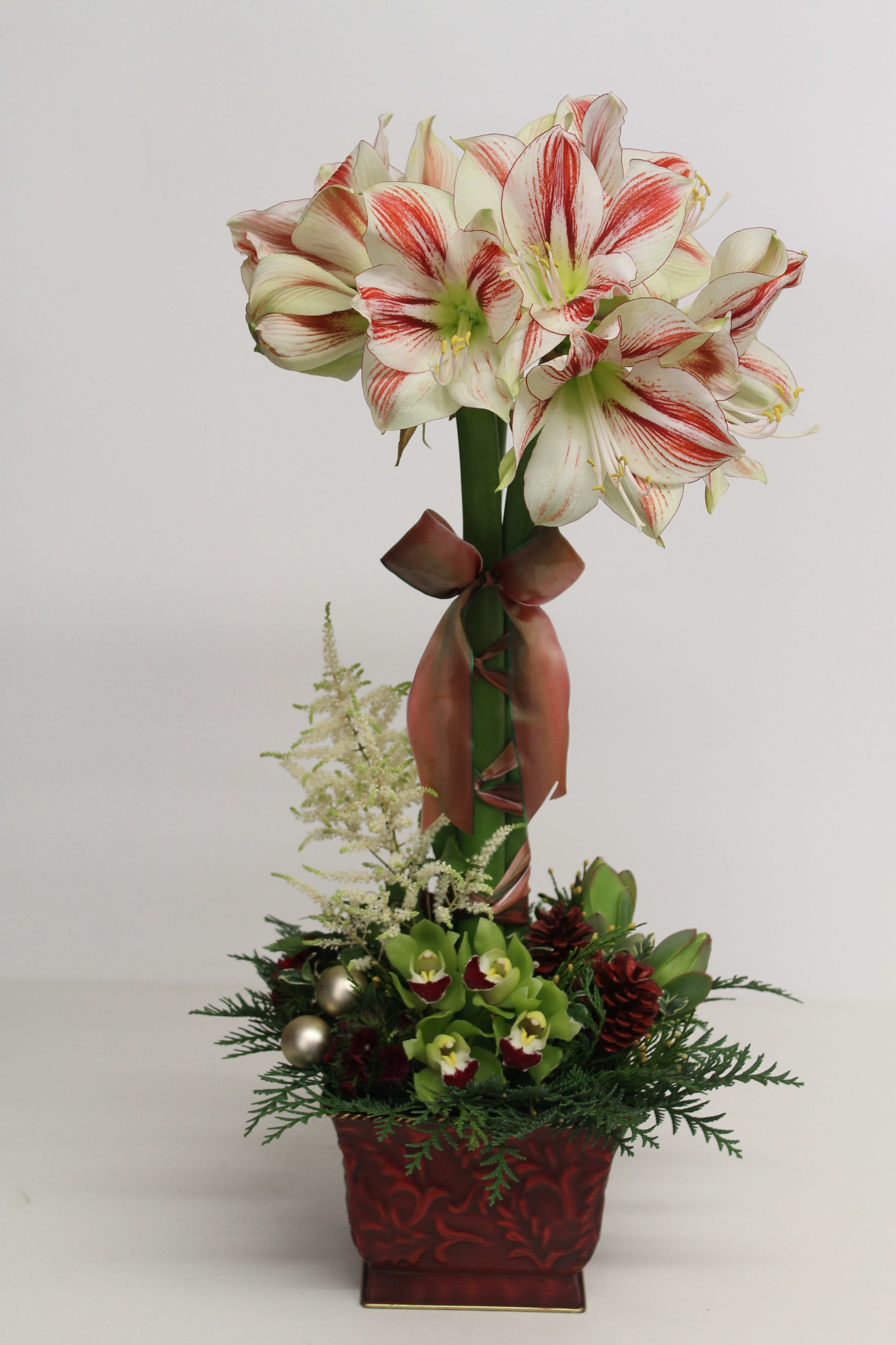 Amaryllis Topiary - CC - Amarylis