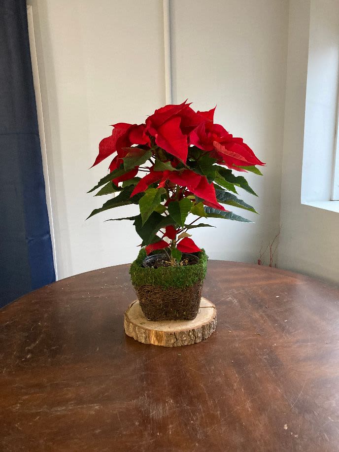 pointsetta plant - red pointsetta in stylish moss basket