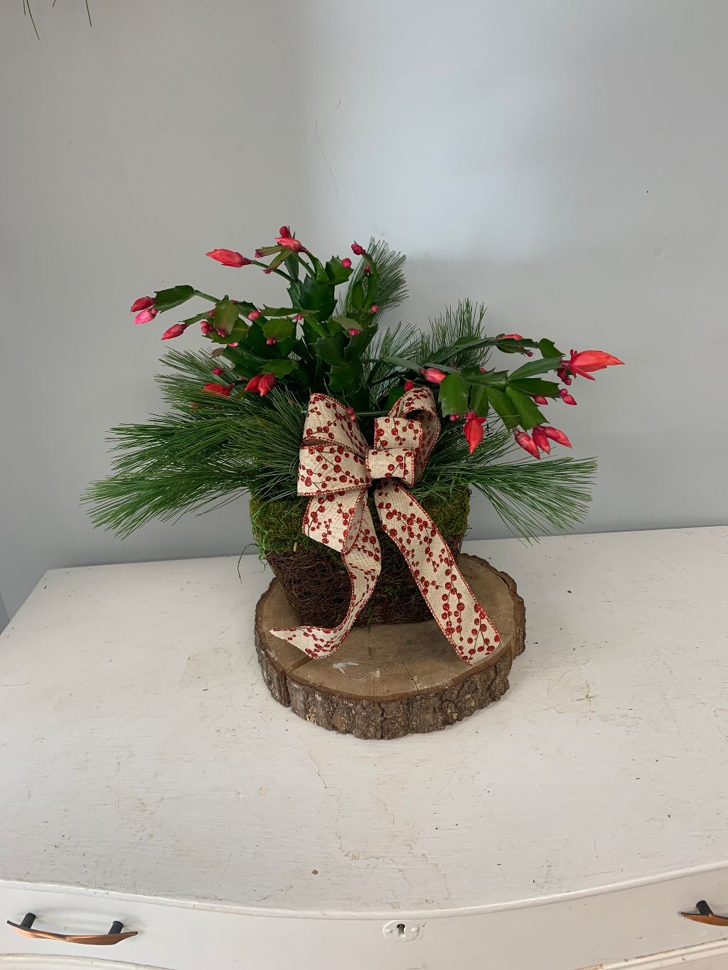 Christmas Cactus - Flowering Christmas Cactus in a decorative container with a bow