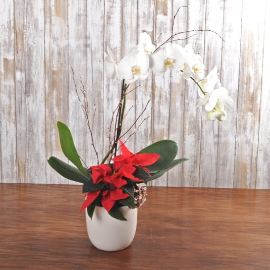 Holiday Orchid Planter - A beautiful White orchid arrives in a white ceramic container with holiday motif which can be removed after the holidays for a blooming January extension!