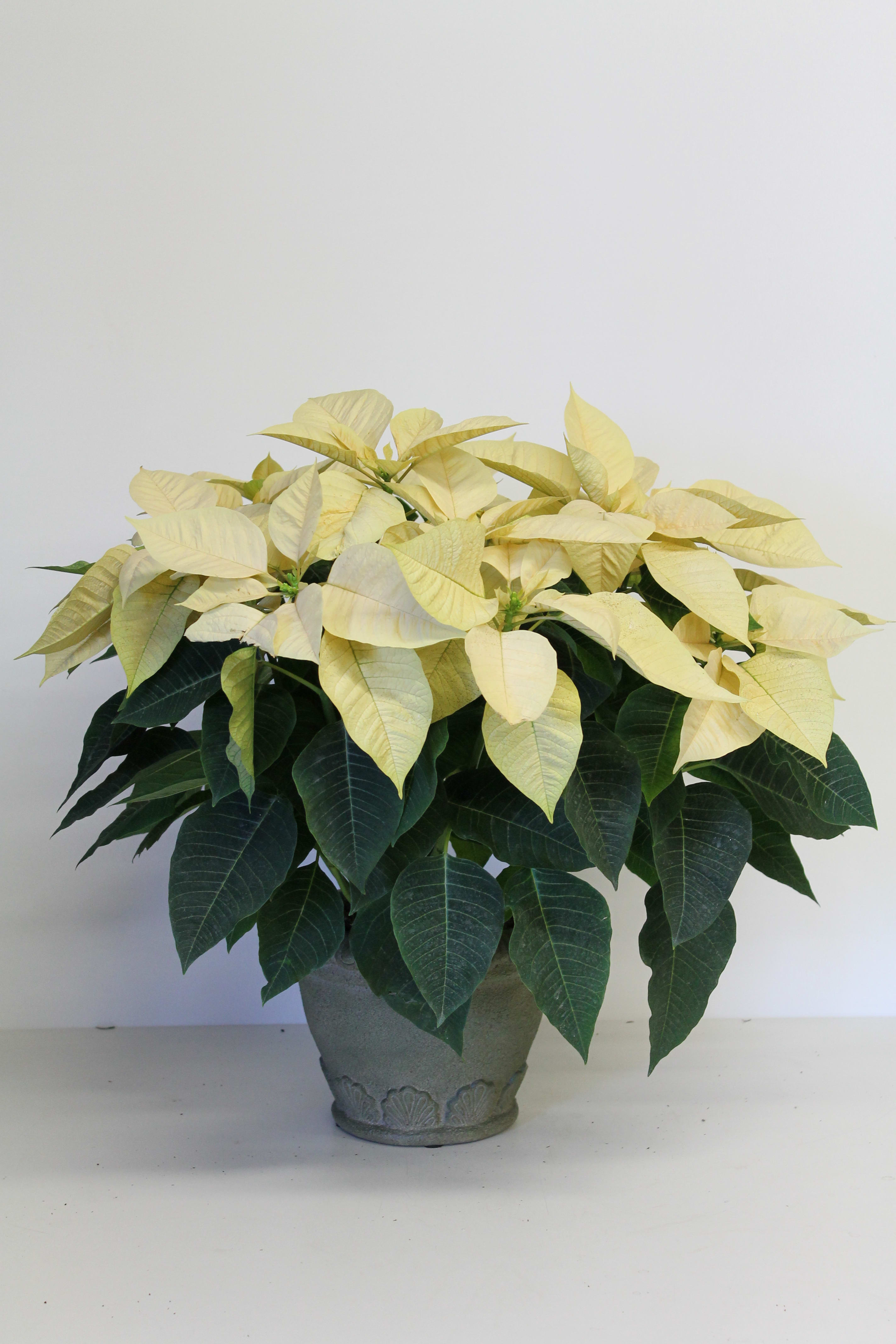 White Poinsettia - CC - 8&quot; Poinsettia Plant