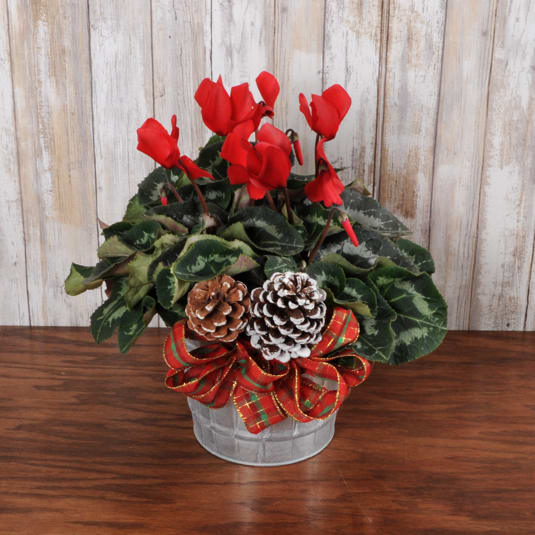Cyclamen Planter - A festive Cyclamen plant arrives dressed in a tin pot with bow and pine cones- beautiful &amp; unique!