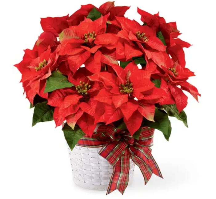  Beautiful Poinsettia Plant - This splendid  poinsettia plant is a timeless Christmas decoration. It makes a marvelous gift to show someone you’re thinking about them this holiday. With a little love and care this plant can be maintained throughout the year and will bloom again the following Christmas season.