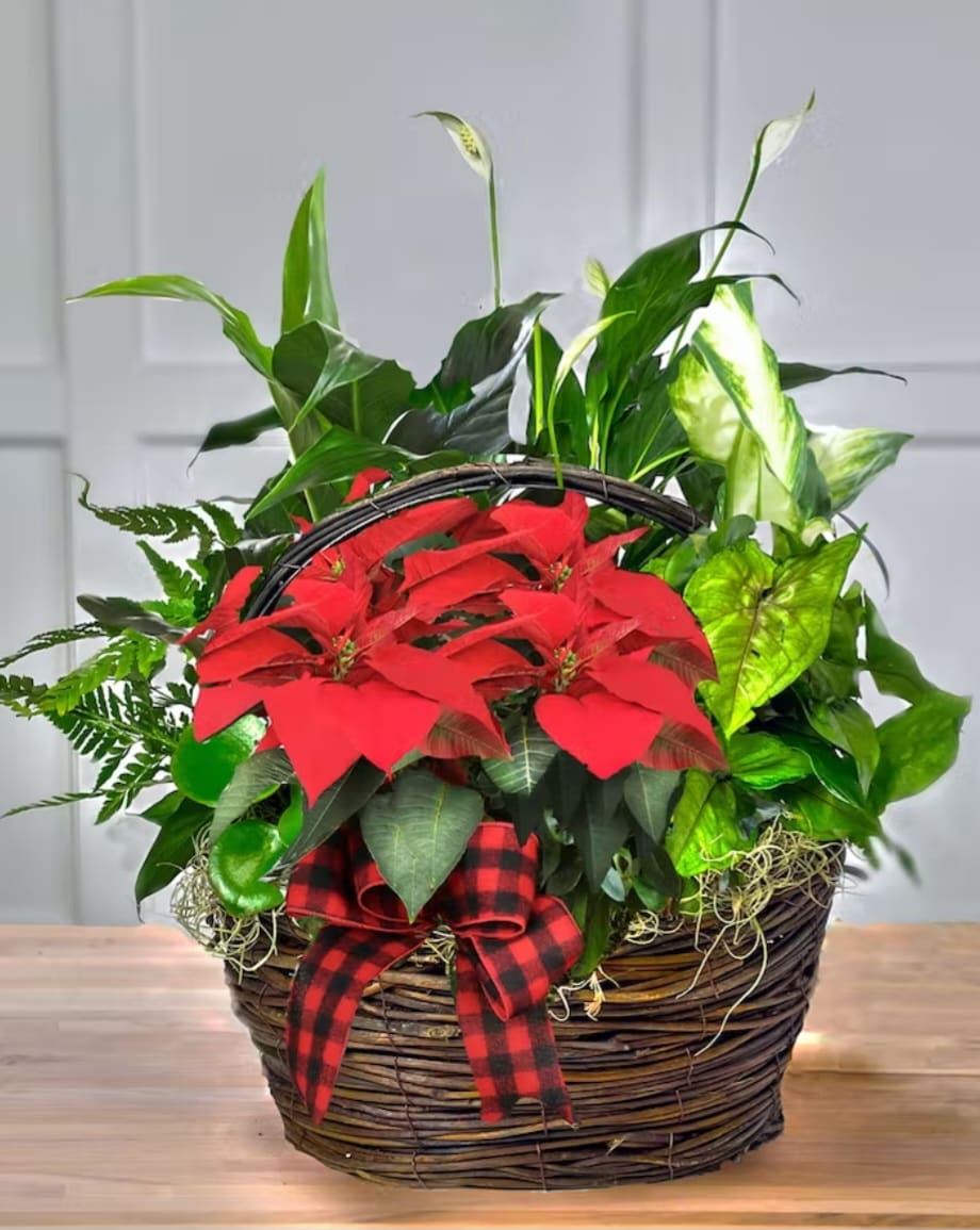 Holiday Wishes Dish Garden Style  - Holiday Wishes Dish Garden Style. A dish garden filled with the green assorted plants joined by a mini poinsettia perfect for a December gifting for all occasions.  