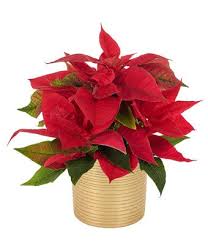 Poinsettia  Plant - Red Poinsettia plant adored with pinecones and ribbon 