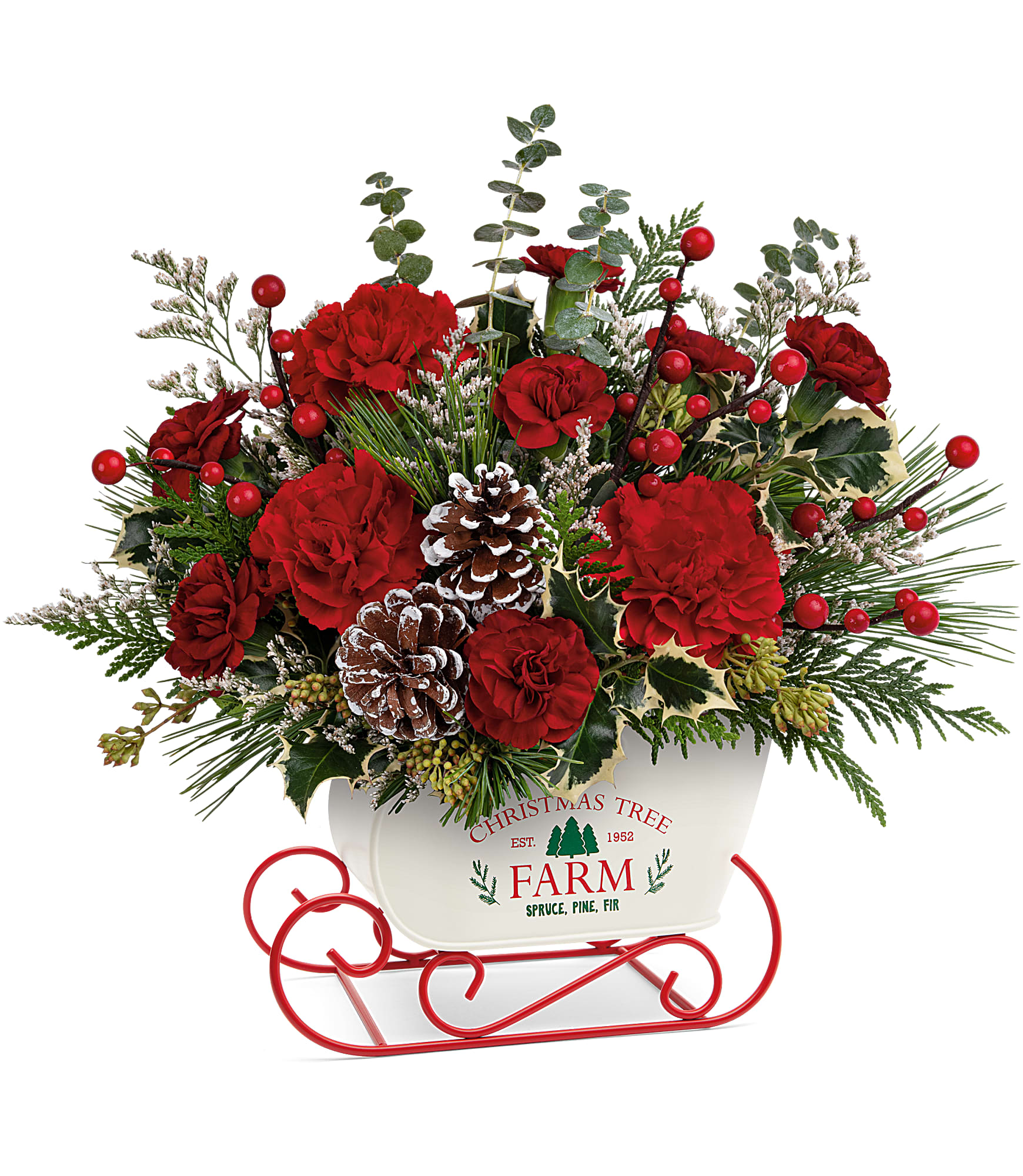 Teleflora's Snow What Fun Bouquet - All aboard for Christmas fun! This sweet metal sled joyfully delivers a bevy of holiday blooms to brighten any winter's day.  Teleflora's Snow What Fun Bouquet features red carnations, miniature red carnations, white limonium and cedar are accented with seeded eucalyptus, spiral eucalyptus, variegated holly and white pine. Delivered in Teleflora's Snow What Fun Sleigh Keepsake. Approximately 16&quot; W x 15&quot; H   