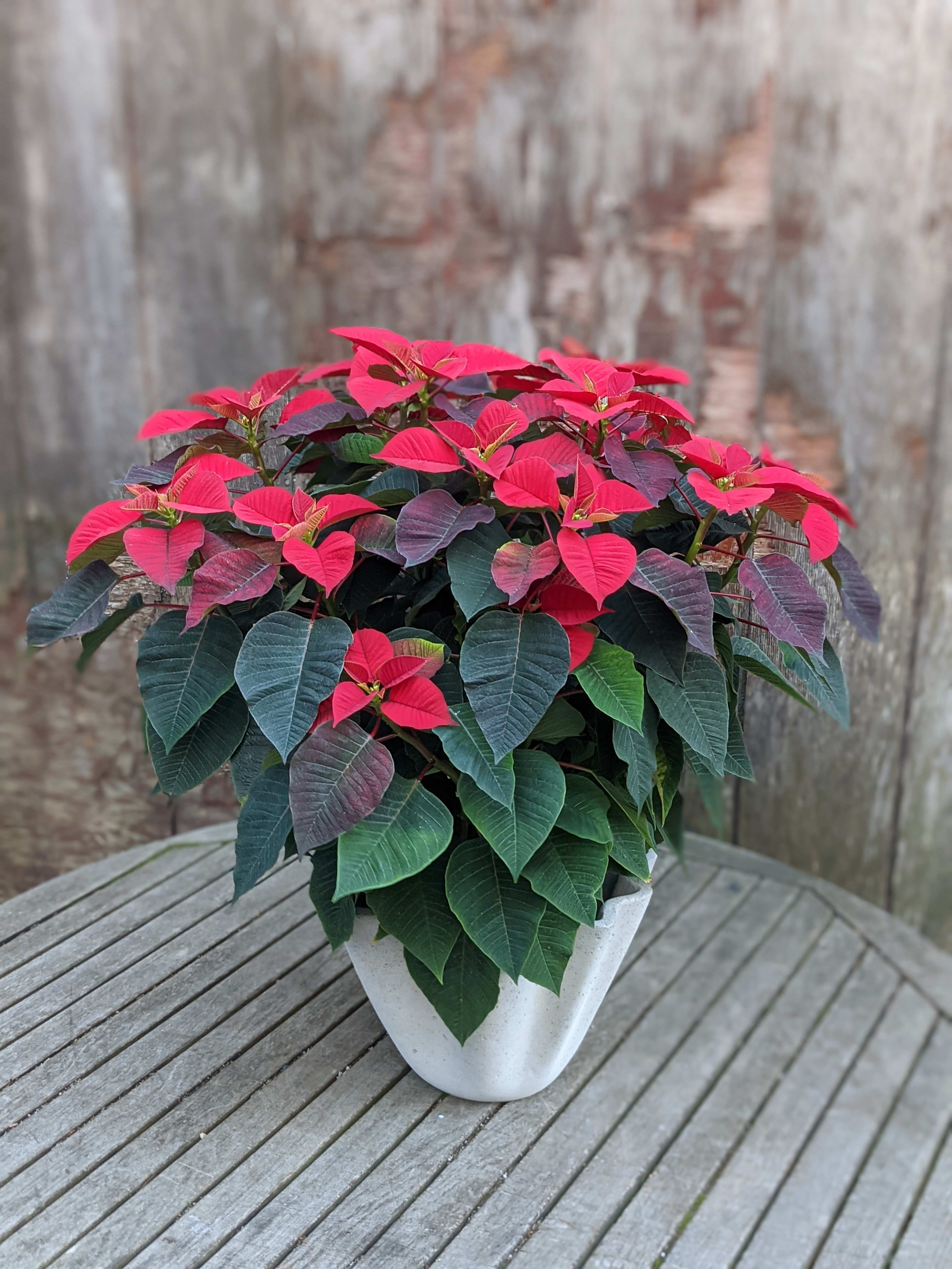 Large Red Poinsettia - Beautiful large red poinsettia plant in a decorative cement pot. Approximately 30&quot;h x 25&quot;w.