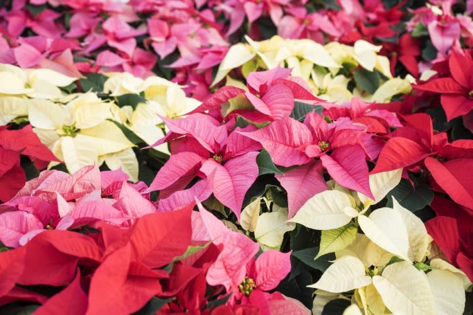 Poinsettia Plant - A live poinsettia plant, perfect for the holiday season! Wrapped in decorative foil, with a seasonal bow. (Colors vary.)