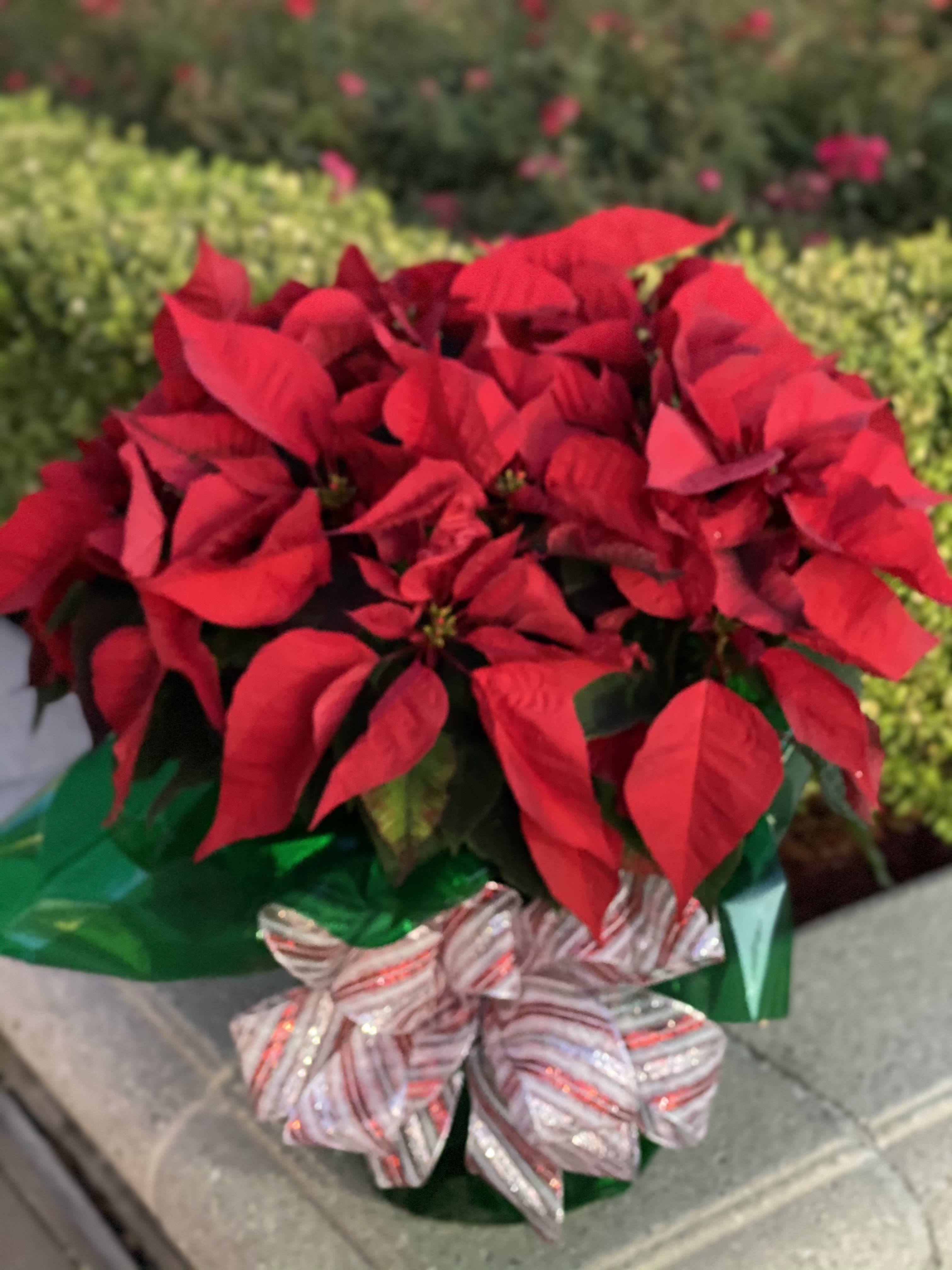 Deluxe Poinsettia - This beautiful extra large poinsettia will fill anyone's heart with Christmas cheer