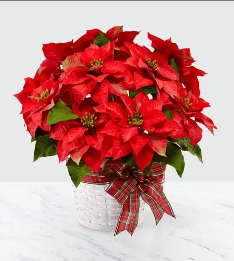 Happiest Holidays Poinsettia - Poinsettias make any home feel ready for the holidays with their classic, bold red flowers and green leaves. Each plant comes tied with a festive ribbon. 8"