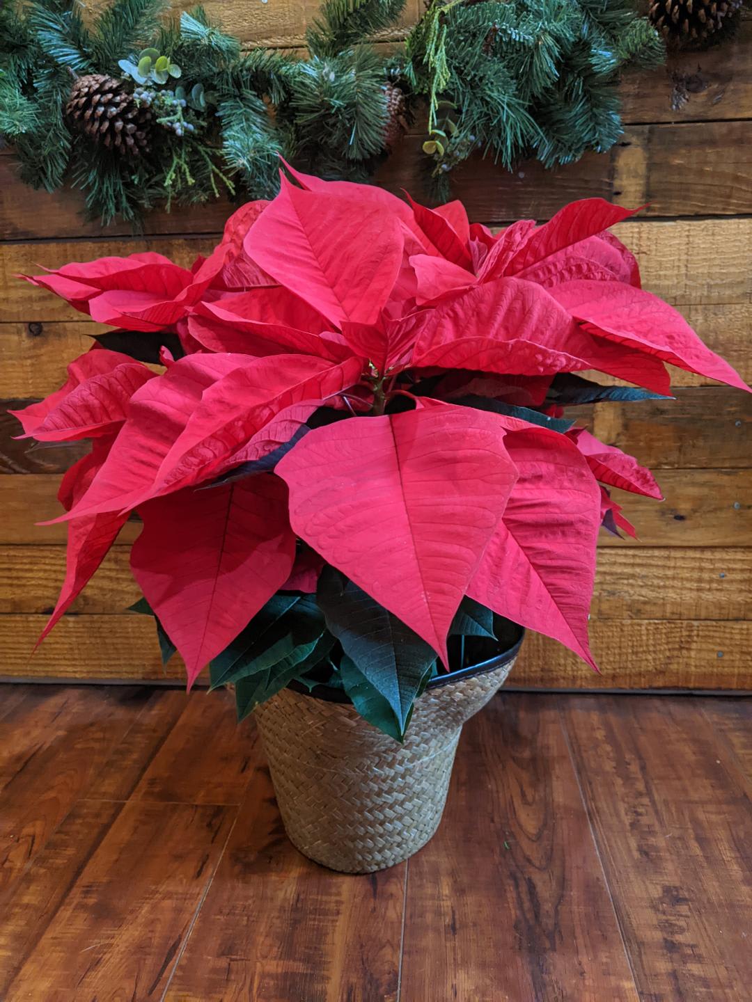 Poinsettia Plant in a 6&quot; Pot - Poinsettia Plants   6&quot; Poinsettia in Wicker Plant Cover Standard $55.00  Dressed Up  $65.00  8&quot; Poinsettia in Wicker Plant Cover Standard $80.00  Dressed Up  $95.00
