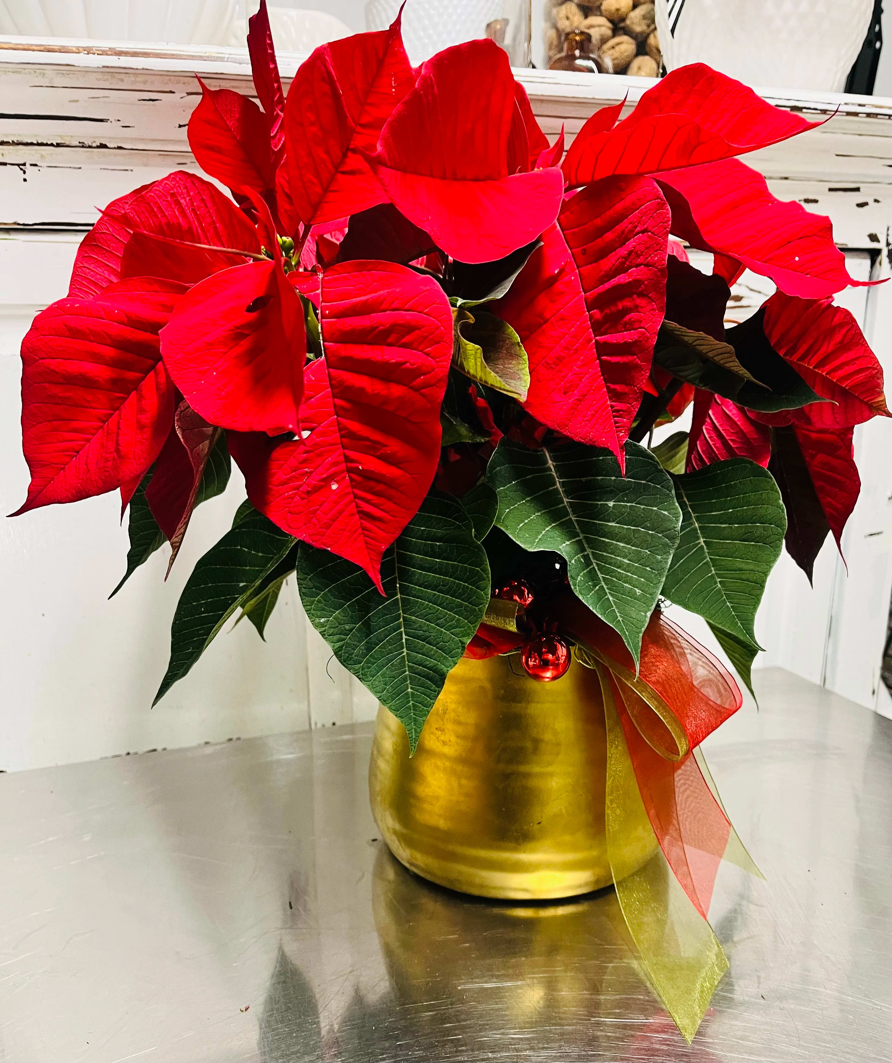 Classic Red Poinsettia ~ Holiday - This Classic Red Poinsettia planted in a Gold Metal or Ceramic Planter is the perfect, long lasting gift sure to brighten any room.   Container is breakable, can be repurposed.  
