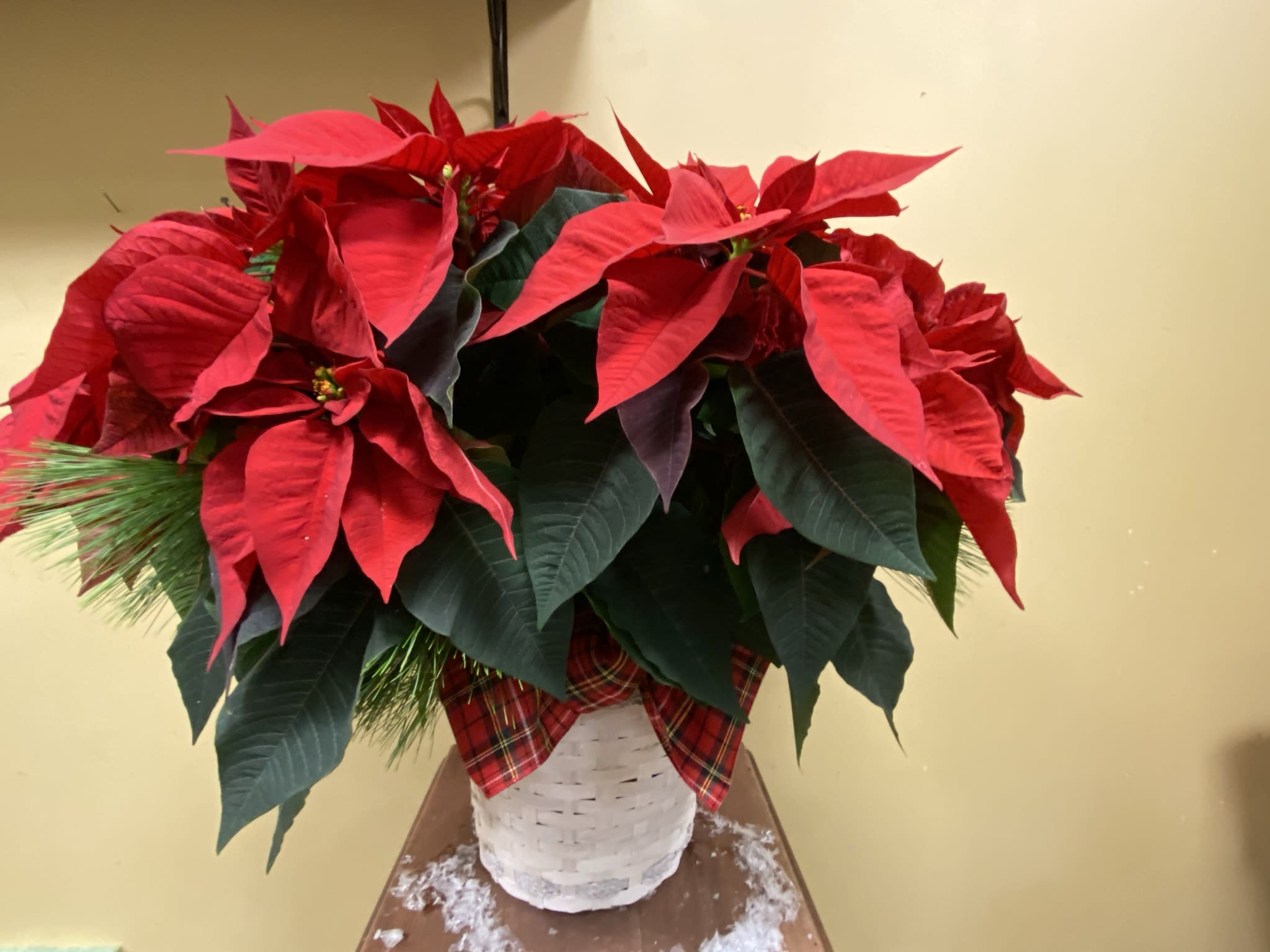 Blooming Poinsettia  - Large blooming poinsettia, in wicker basket with holiday evergreens and bow 