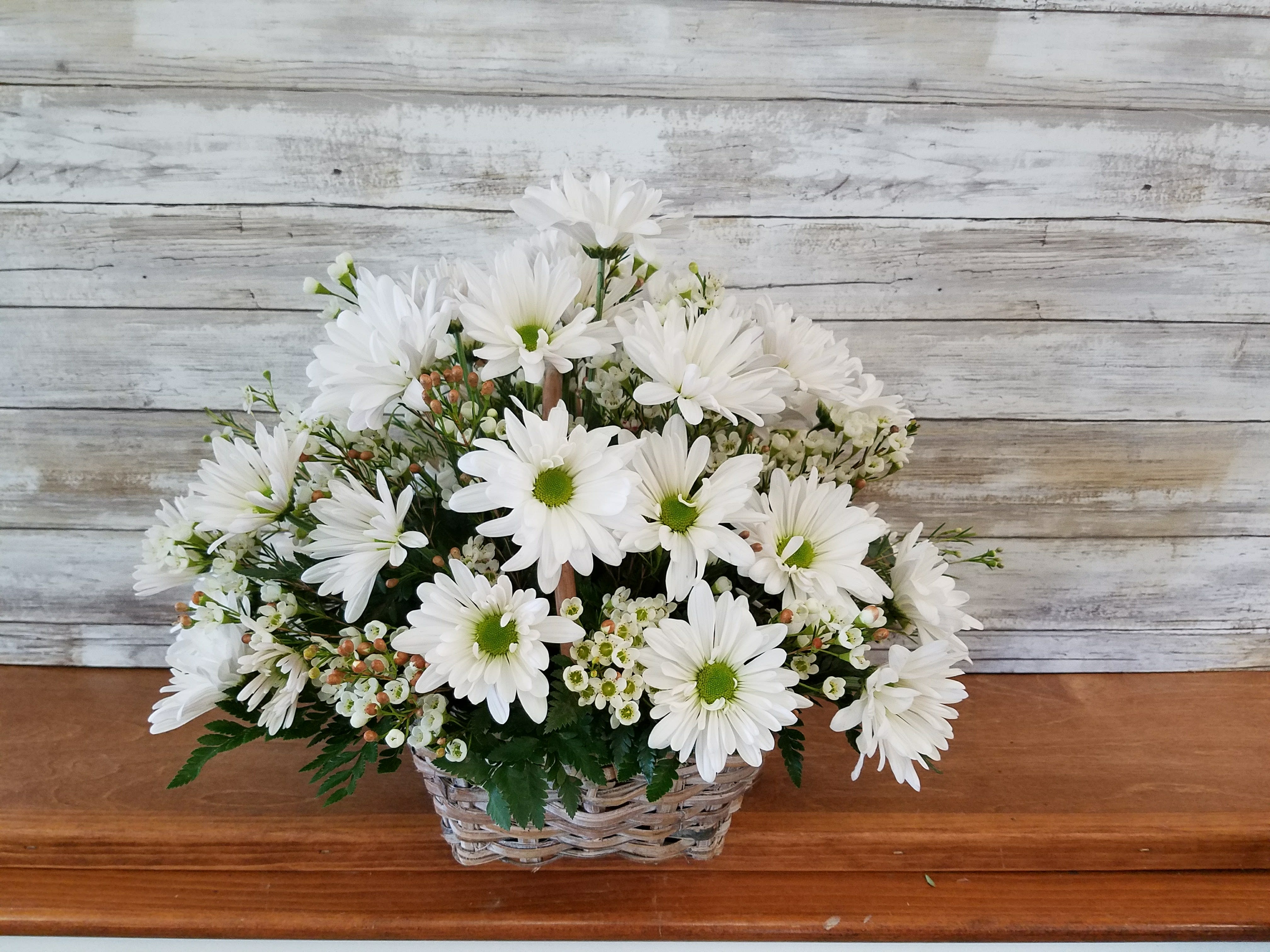 White Daisy Basket - Daisies are the friendliest flower ... send a warm hug with a fresh arrangement of white daisies arranged in a wicker basket   Approx. 10&quot; Tall 