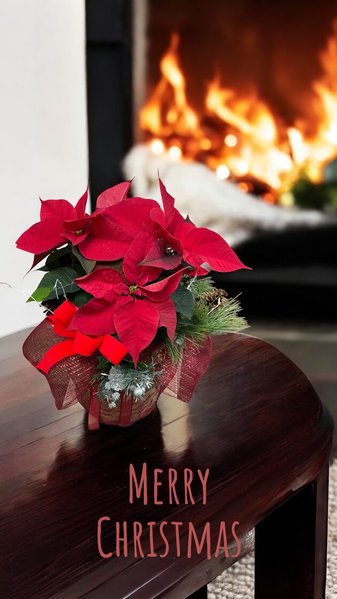 Poinsettia  - Red