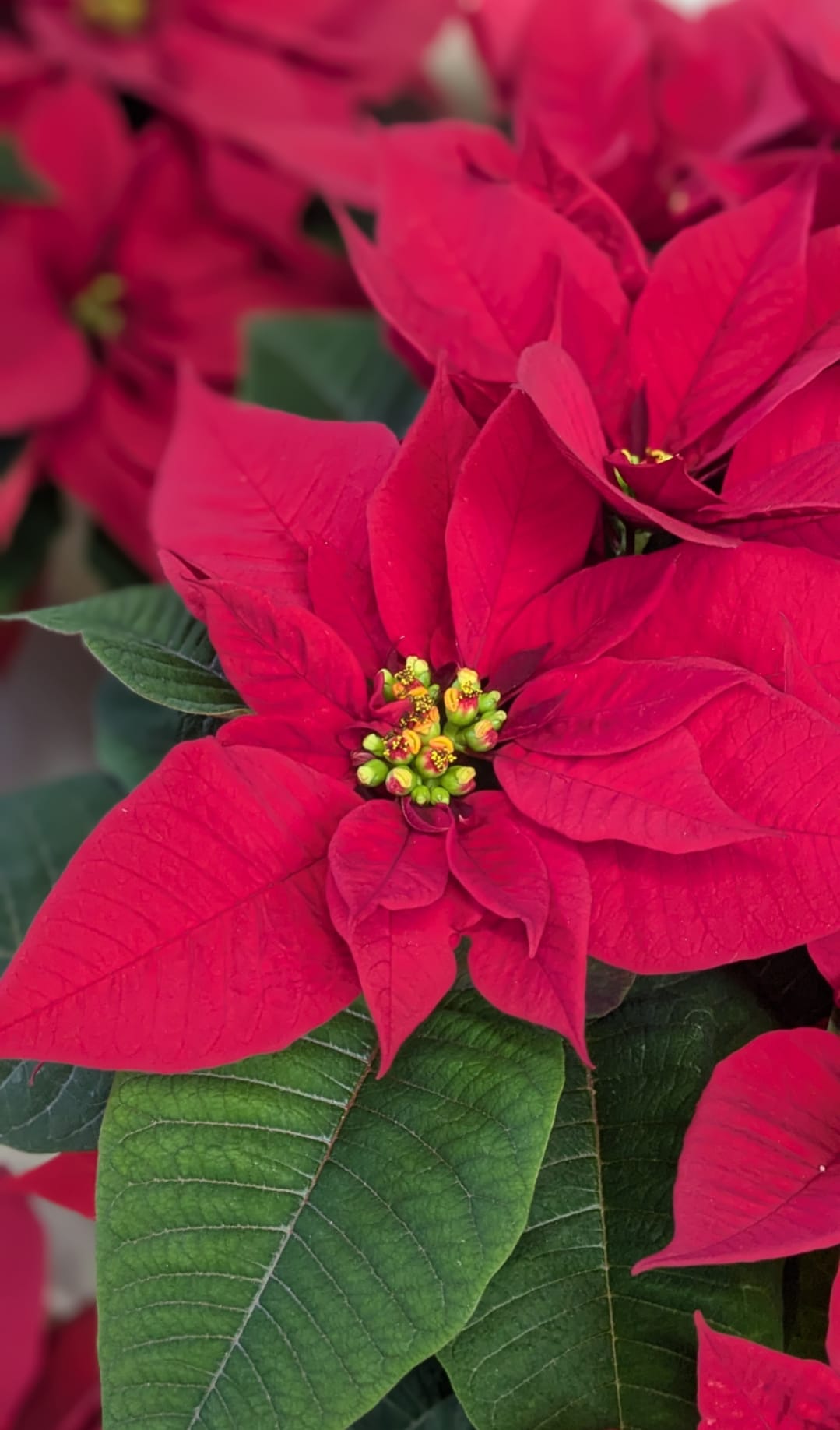 Poinsettia - A Beautiful Red Poinsettia nicely foiled by hand topped with a bow perfect for getting someone in the holiday spirit. 