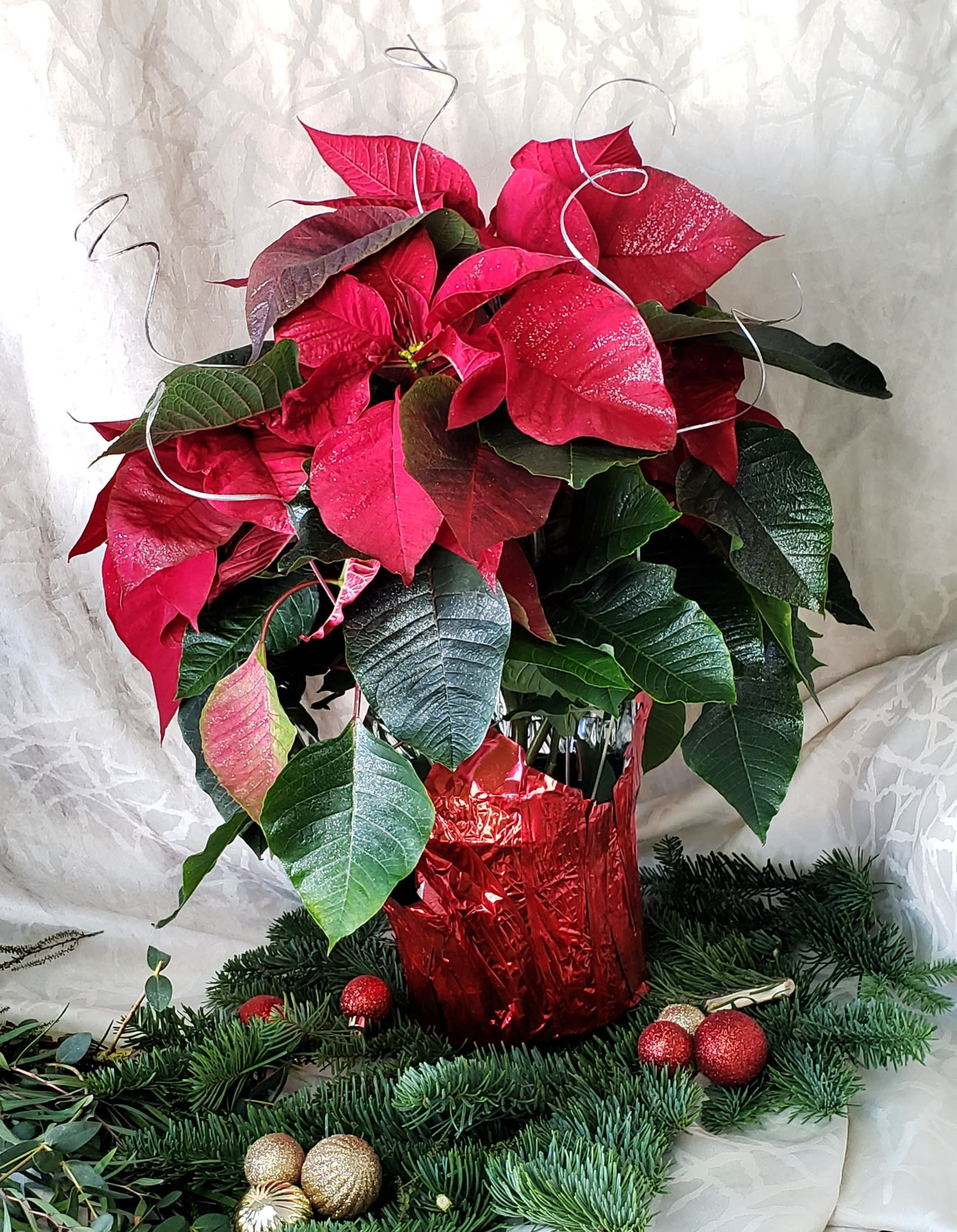 Poinsettia  - Christmas is here,send this robust red poinsettia for that perfect space.