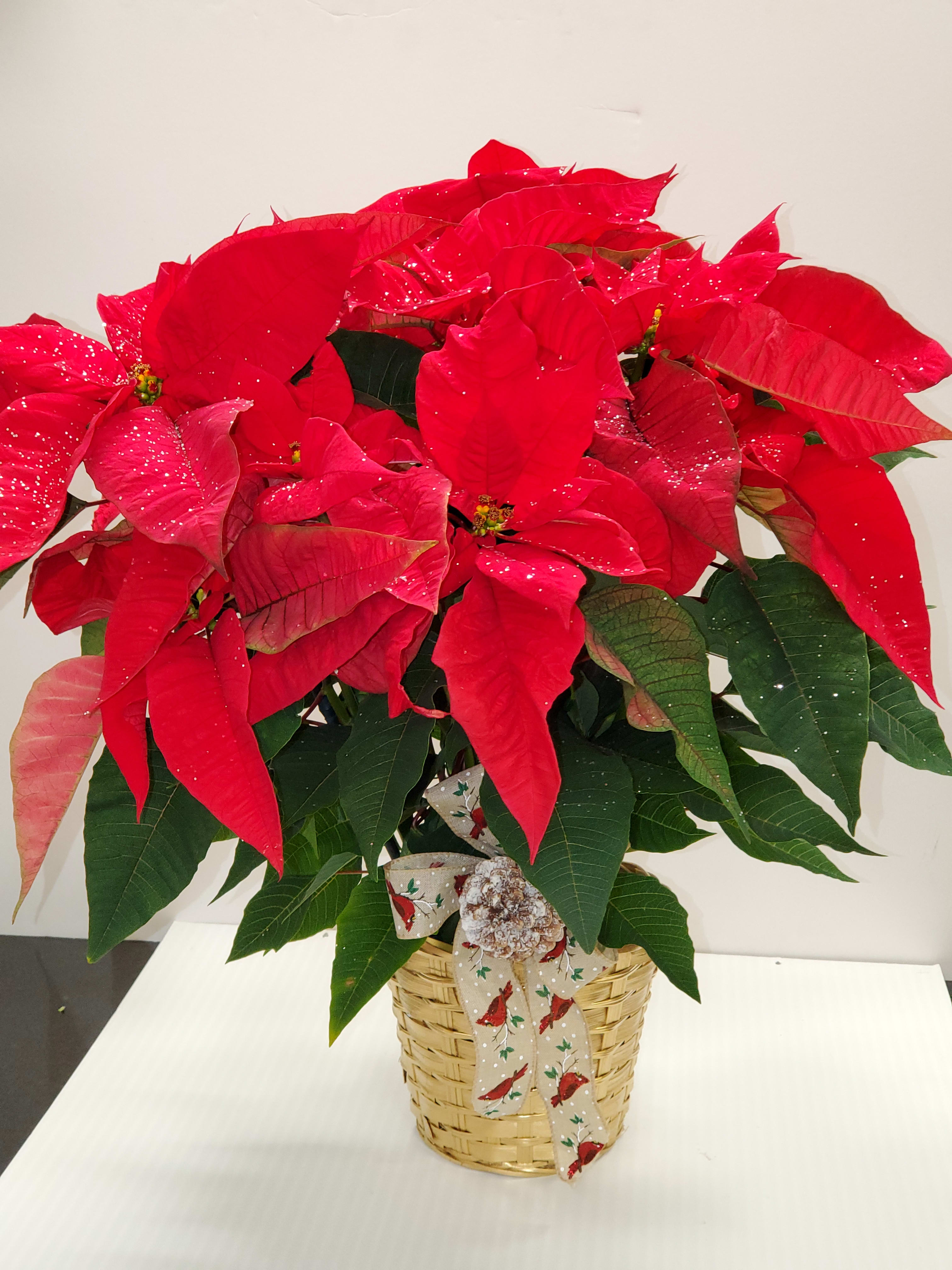 Poinsettia Plant  - Red poinsettia standard, deluxe and premium same price the only thing that changes is the basket.