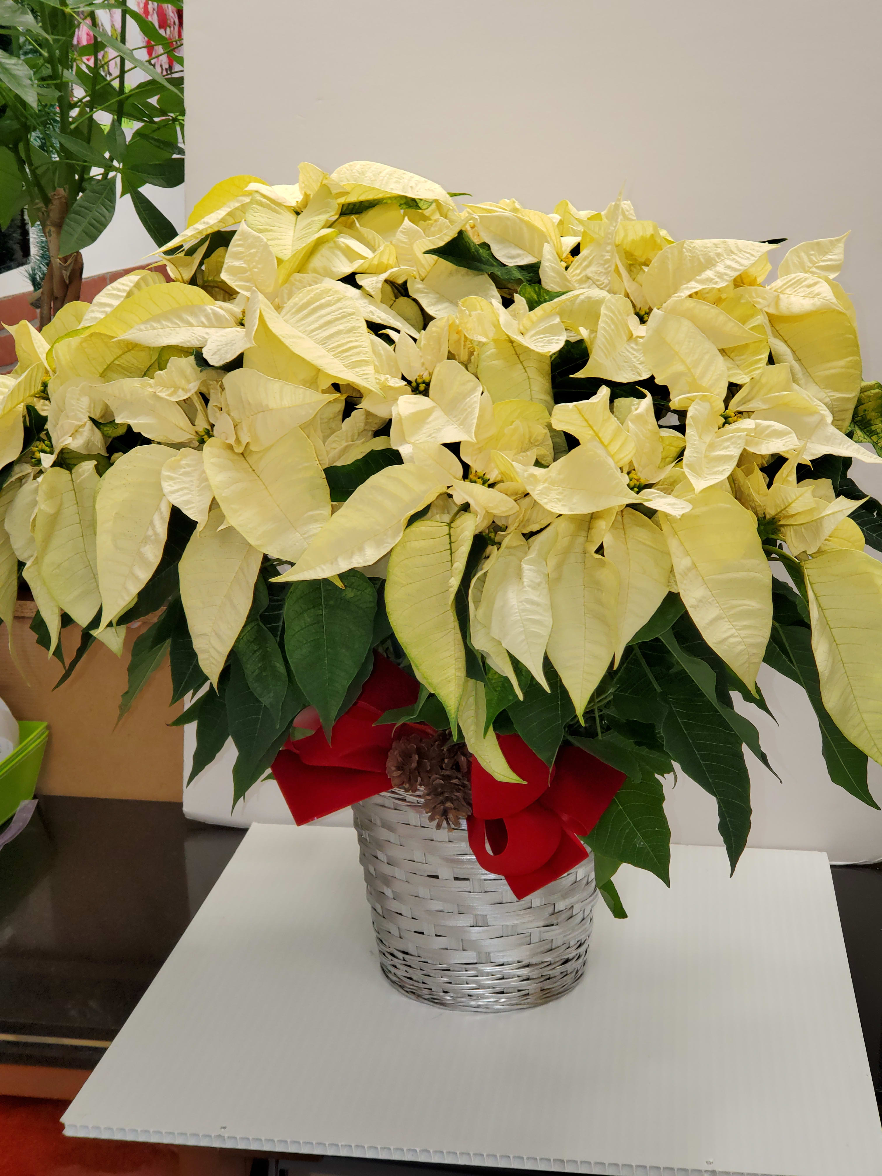 White Poinsettia Plant - White poinsettia plant the basket may change.