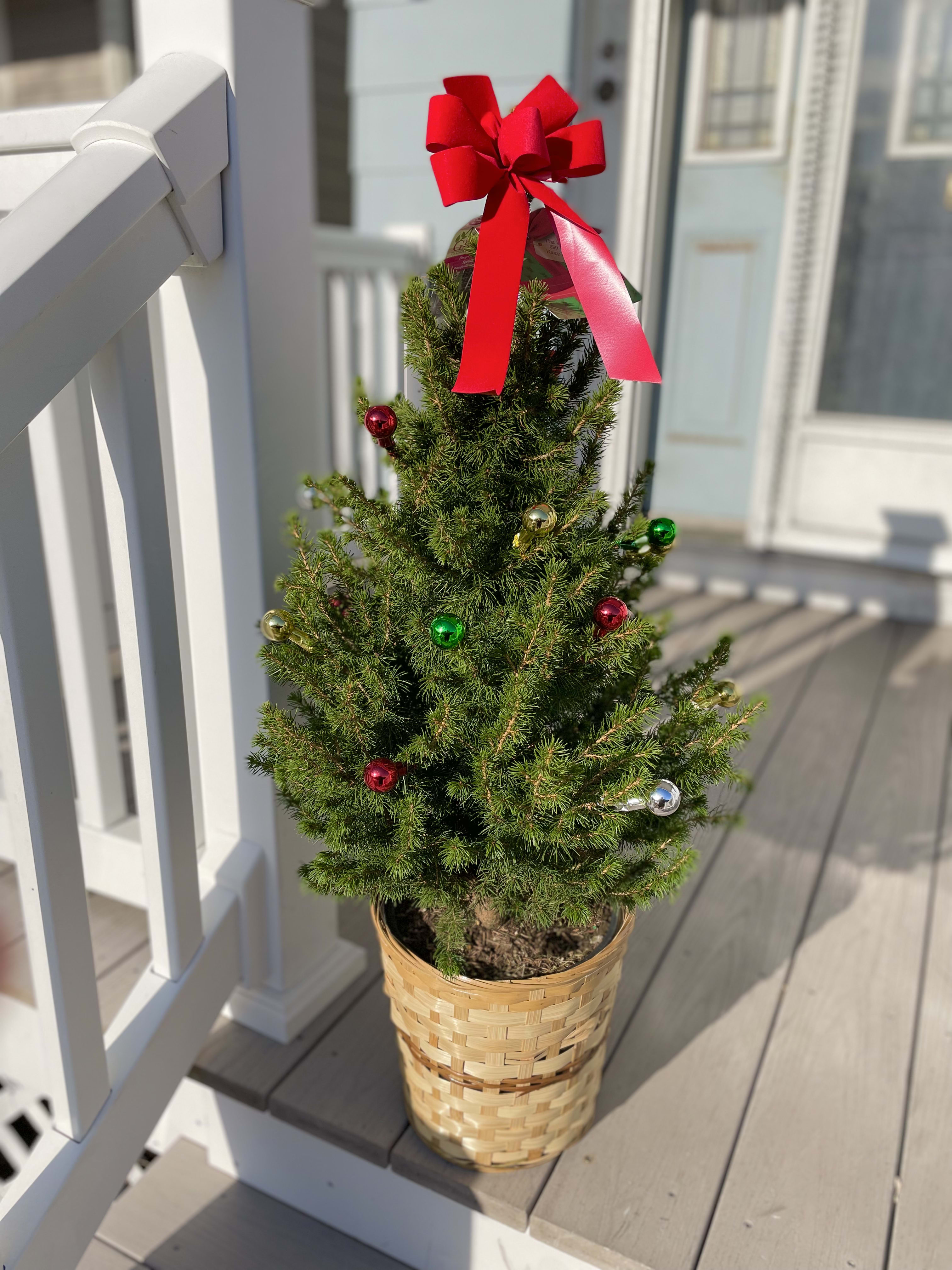 3' Indoor/Outdoor Mini Tree - Standing approximately 3’ tall, this mini tree is perfect for your front porch or inside to cozy-up your home! Comes complete with care and planting instructions. 