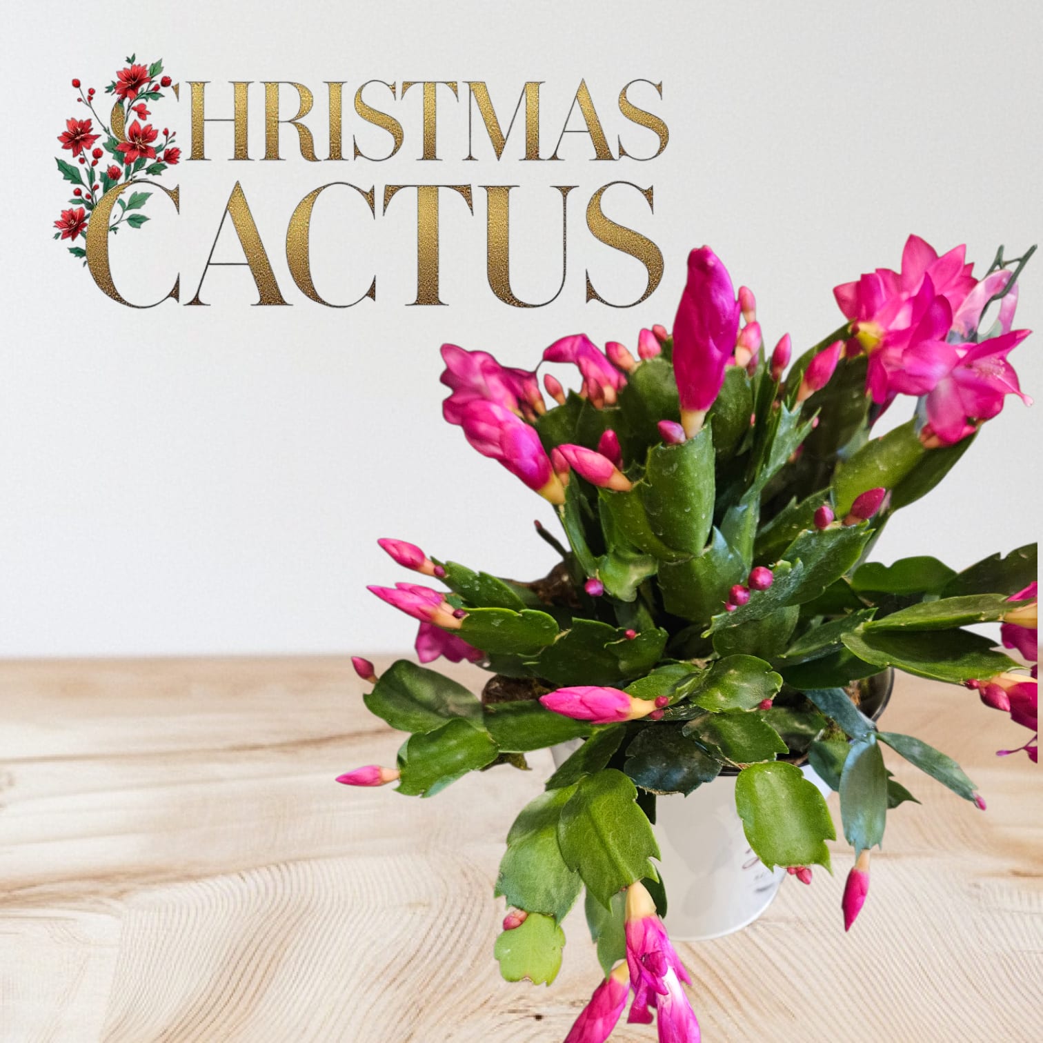 Christmas Cactus  - Christmas Cactus sent to someone special to celebrate the season. 